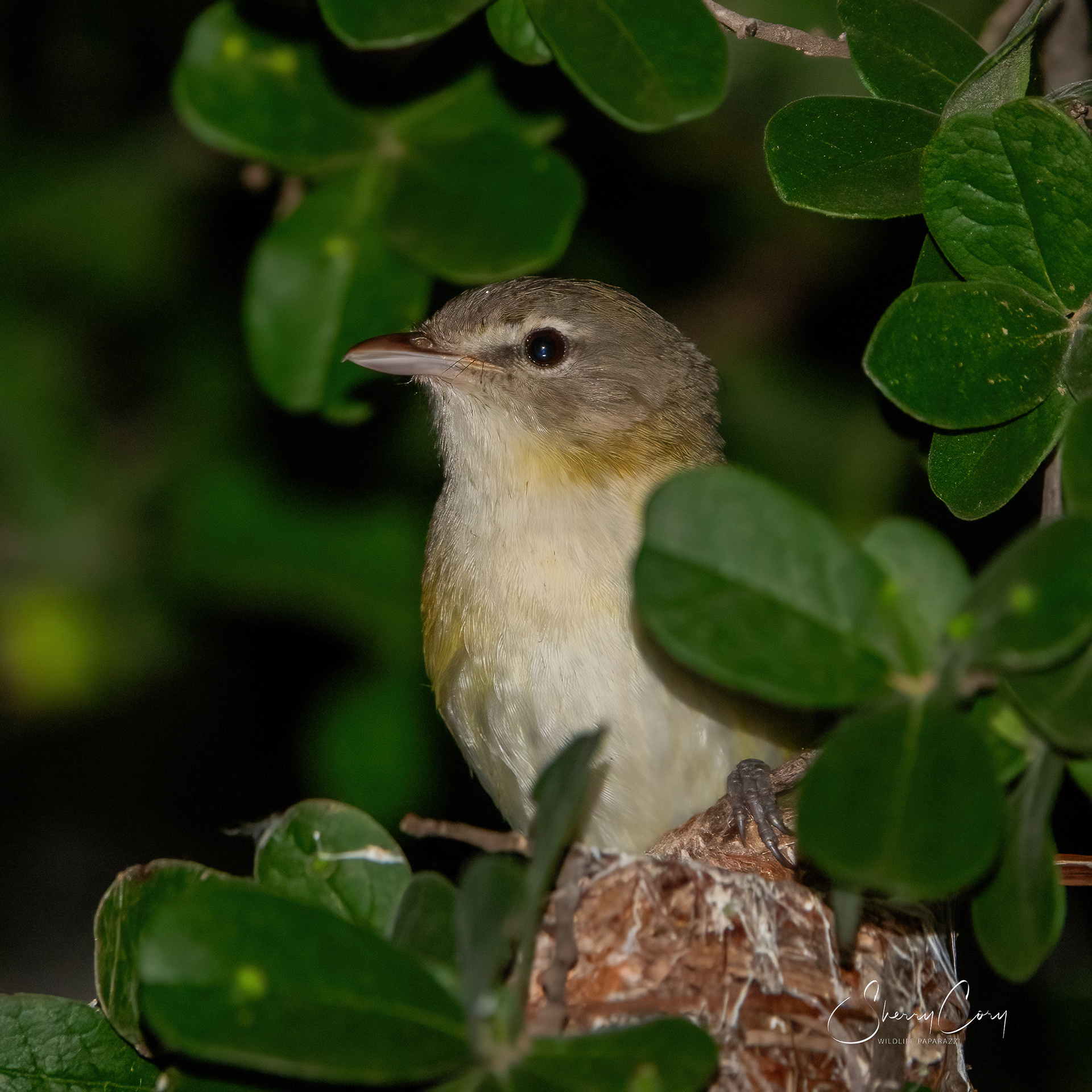 Bell's Vireo