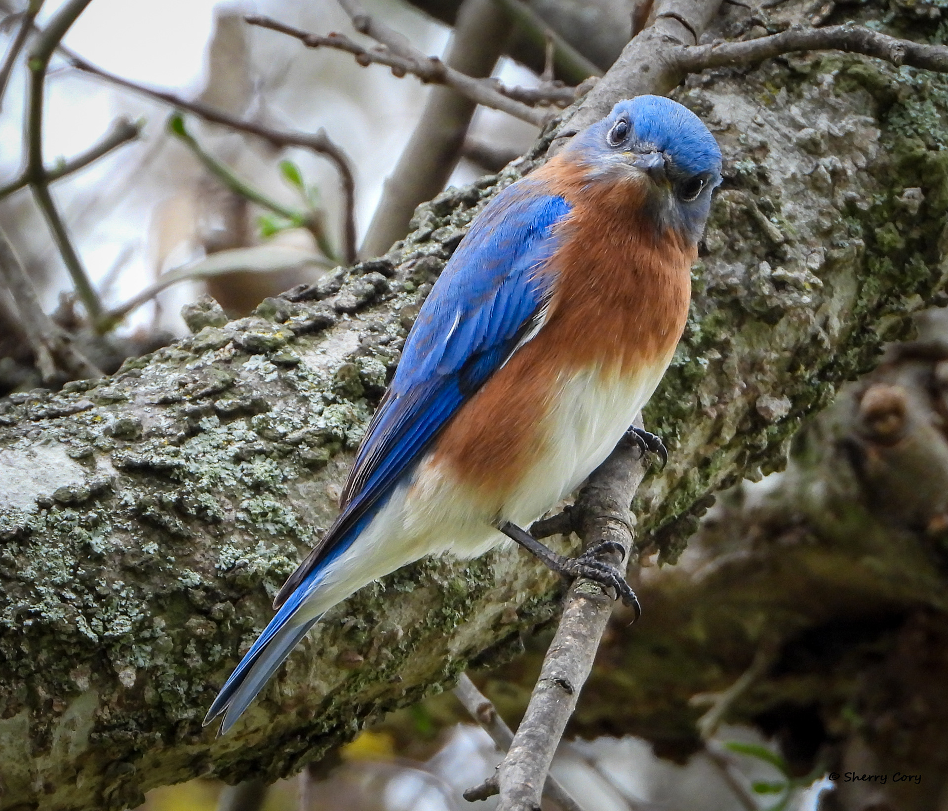 Eastern Bluebird (Sialia sialis)