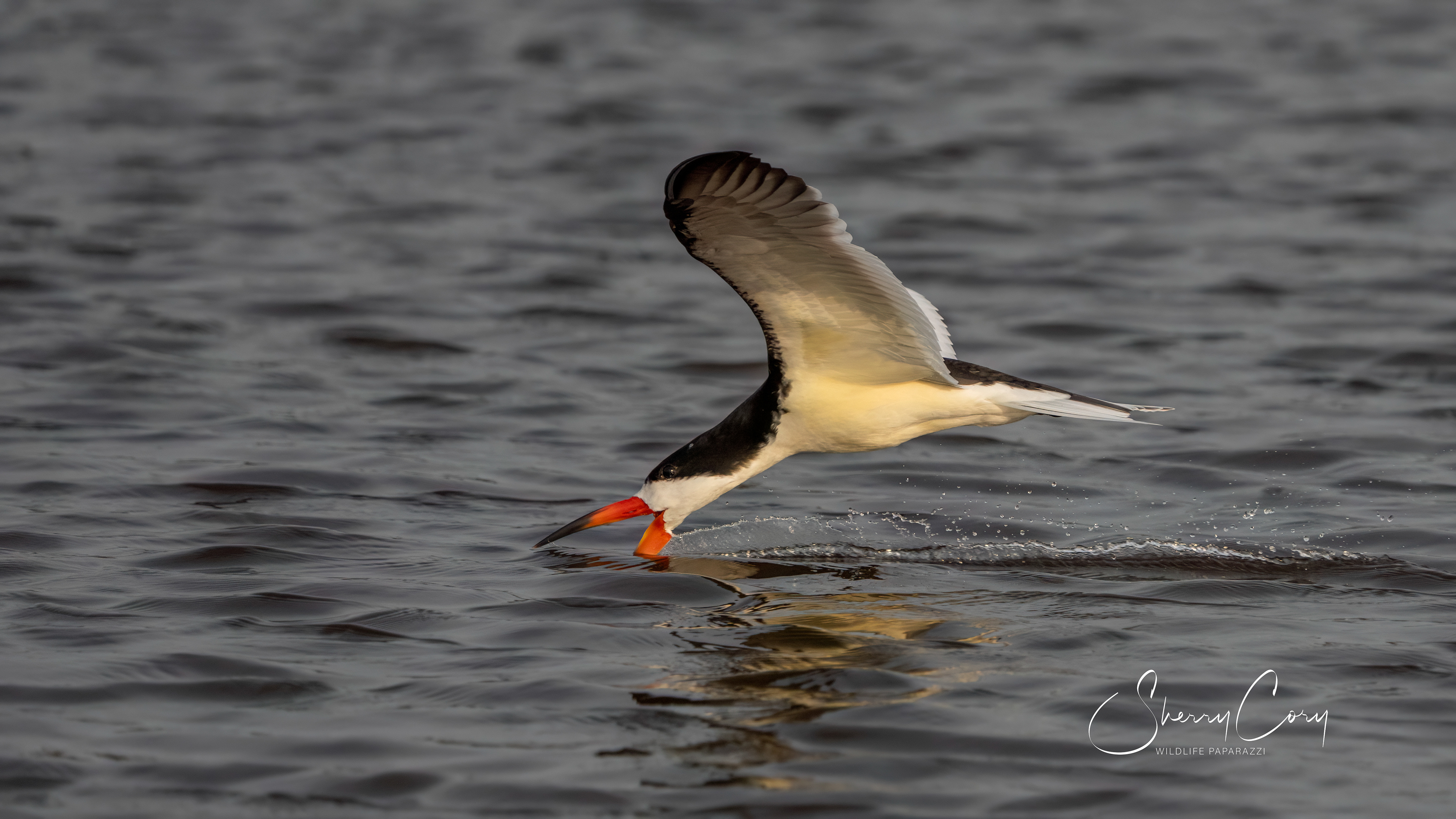Black Skimmer