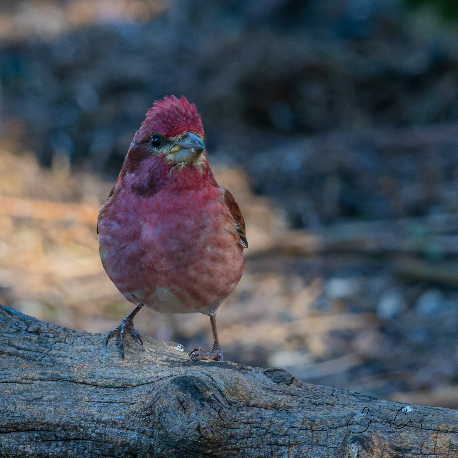Purple Finch