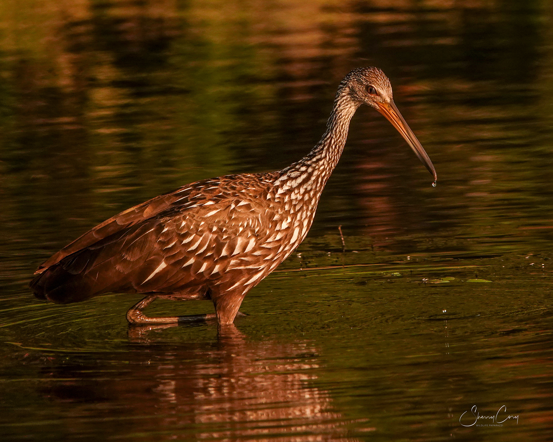 Limpkin (Aramus guarauna)