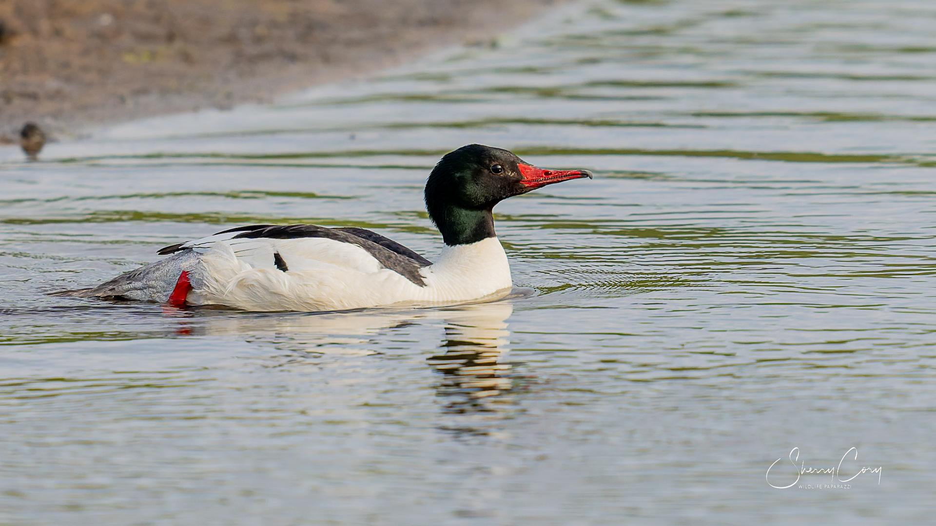 Common Mergansers (Mergus merganser)