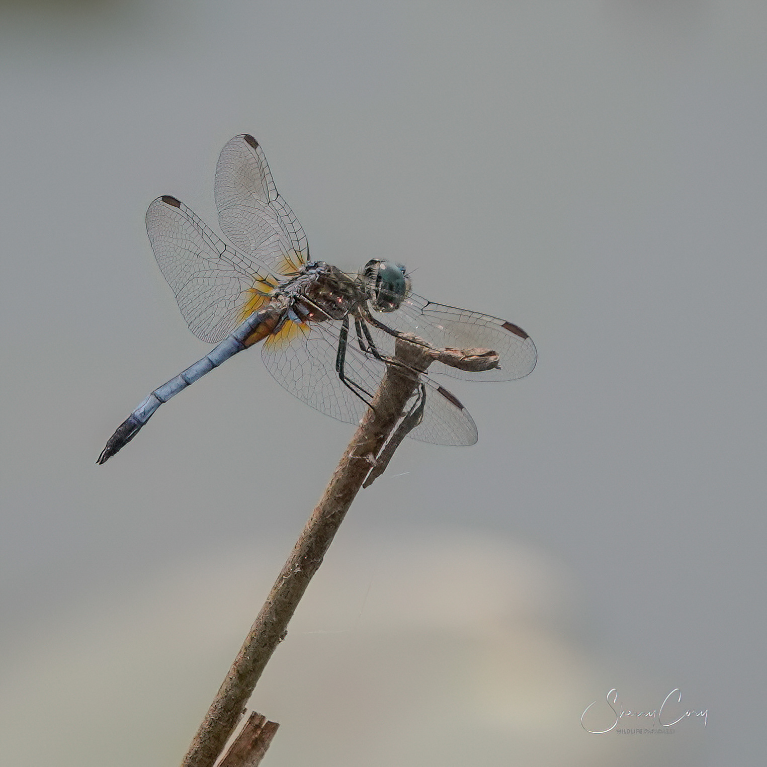 Blue Dasher