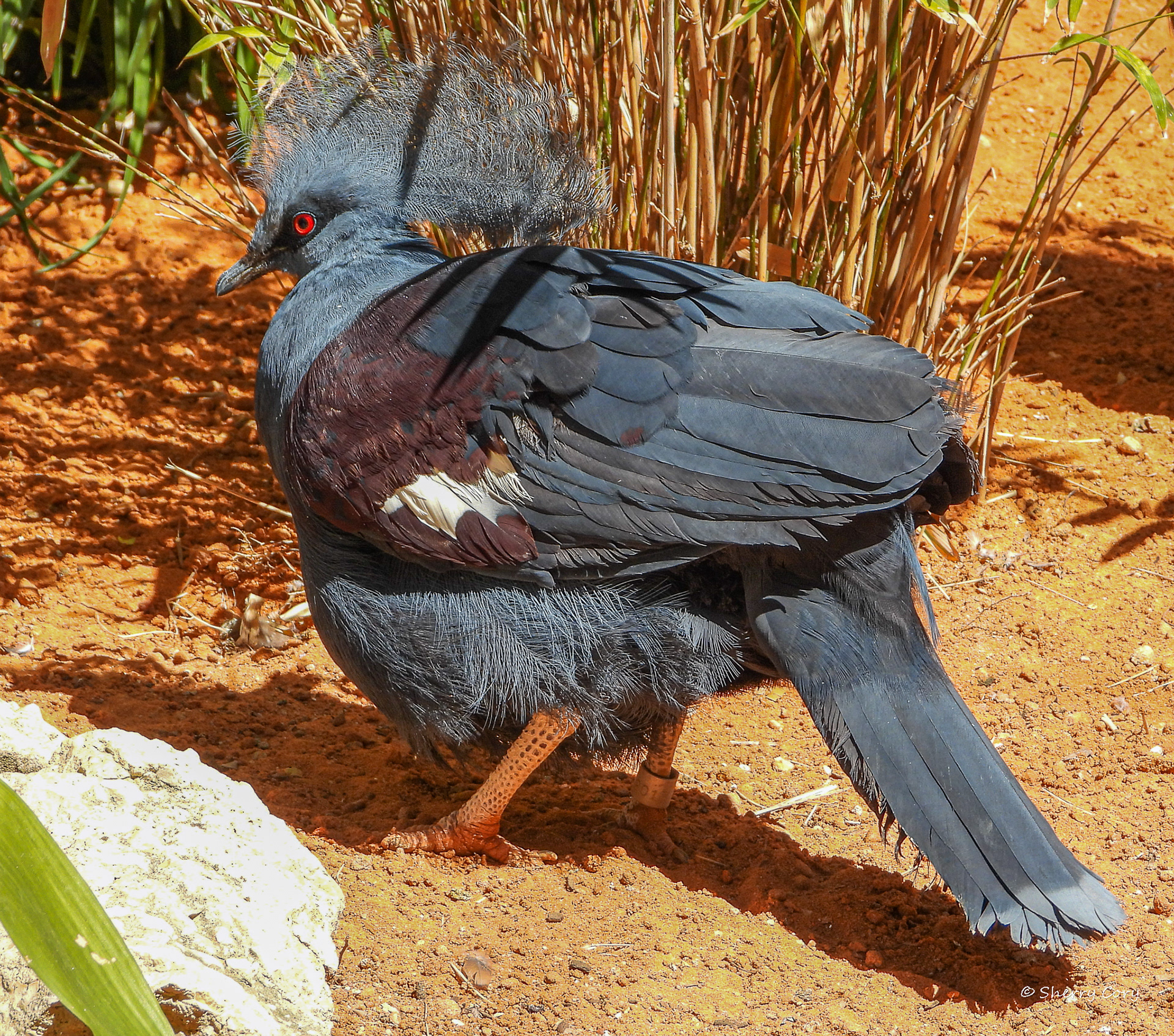 Western Crowned Pigeon