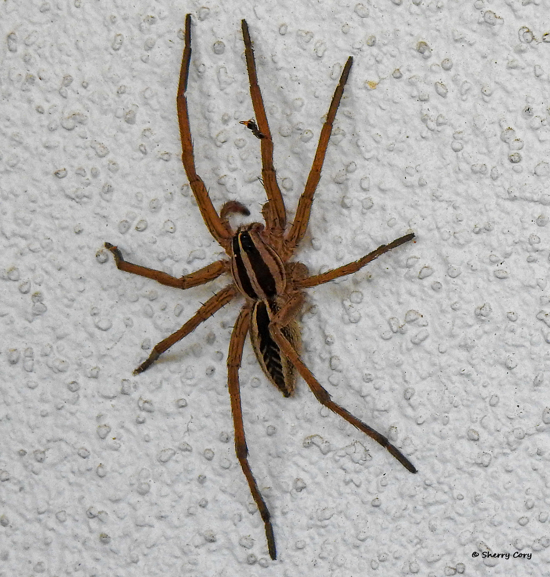 Yellow Garden Spider