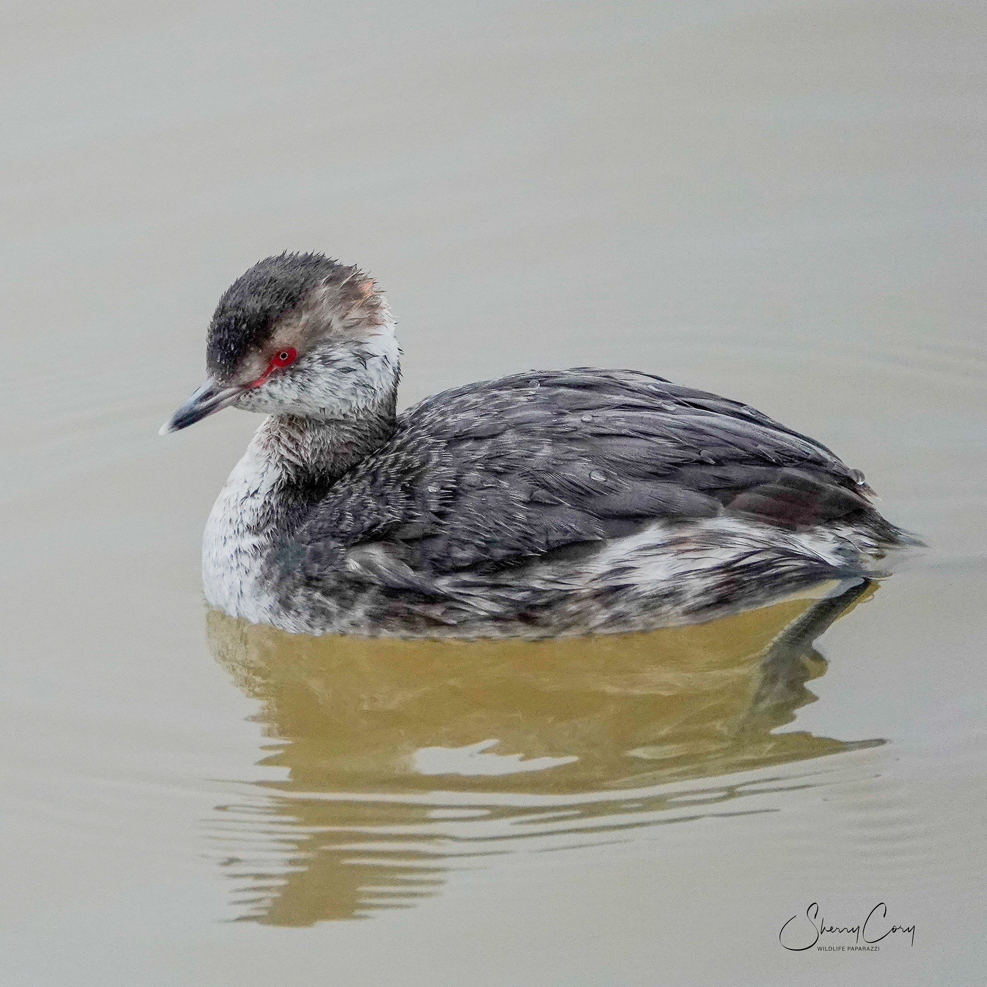 Horned Grebe (Podiceps auritus)
