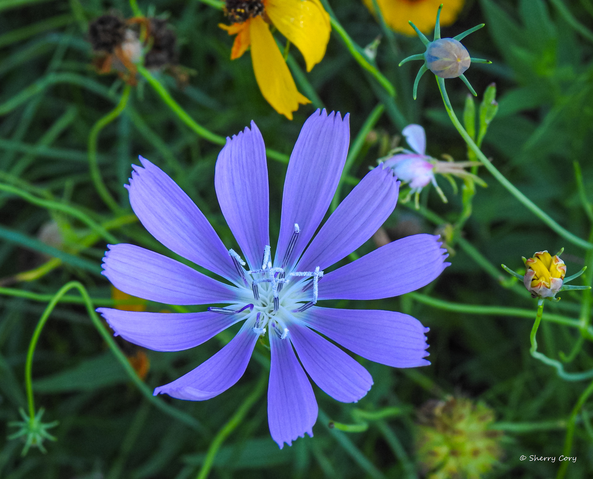 Chicory
