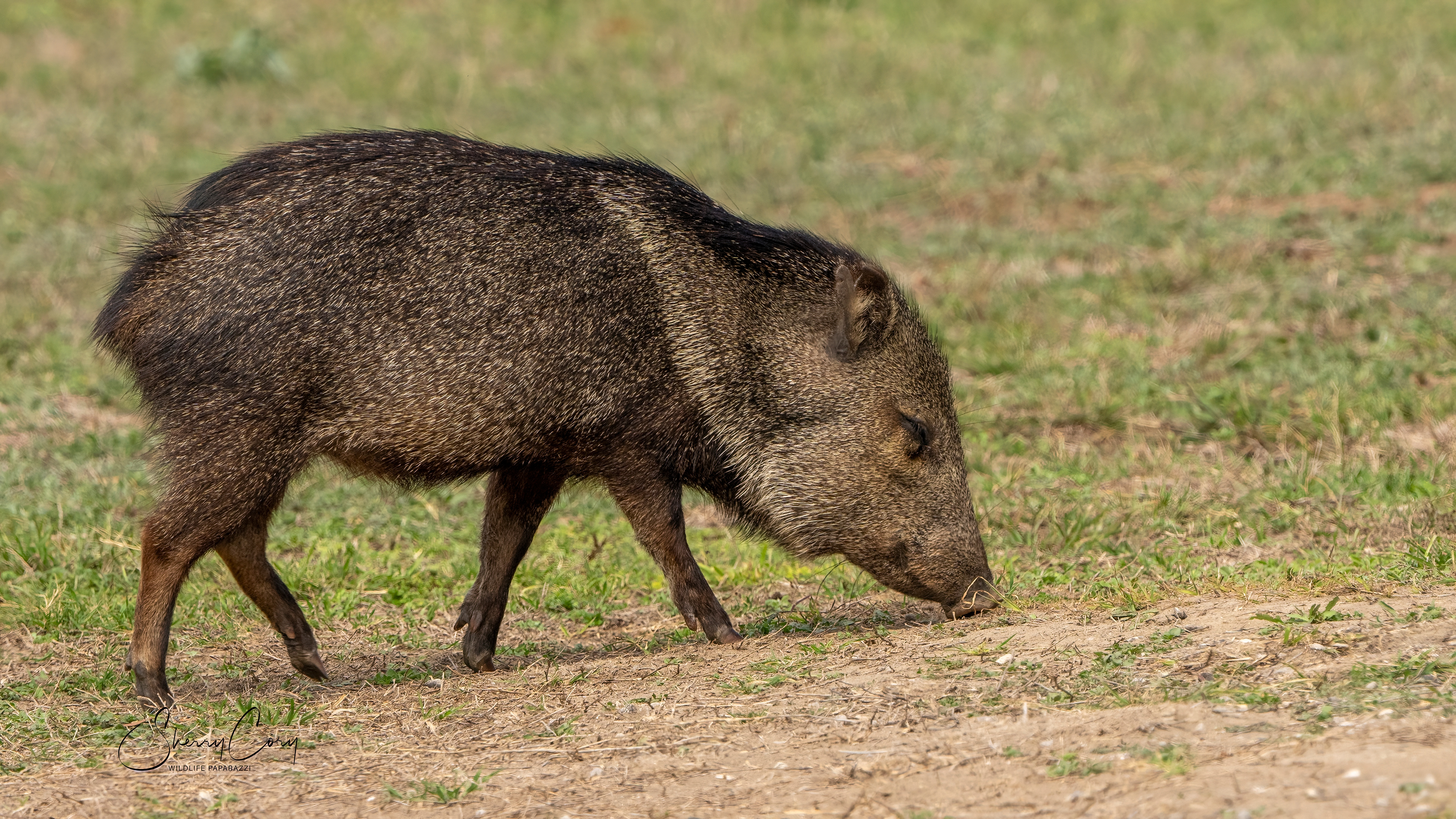 Javalina
