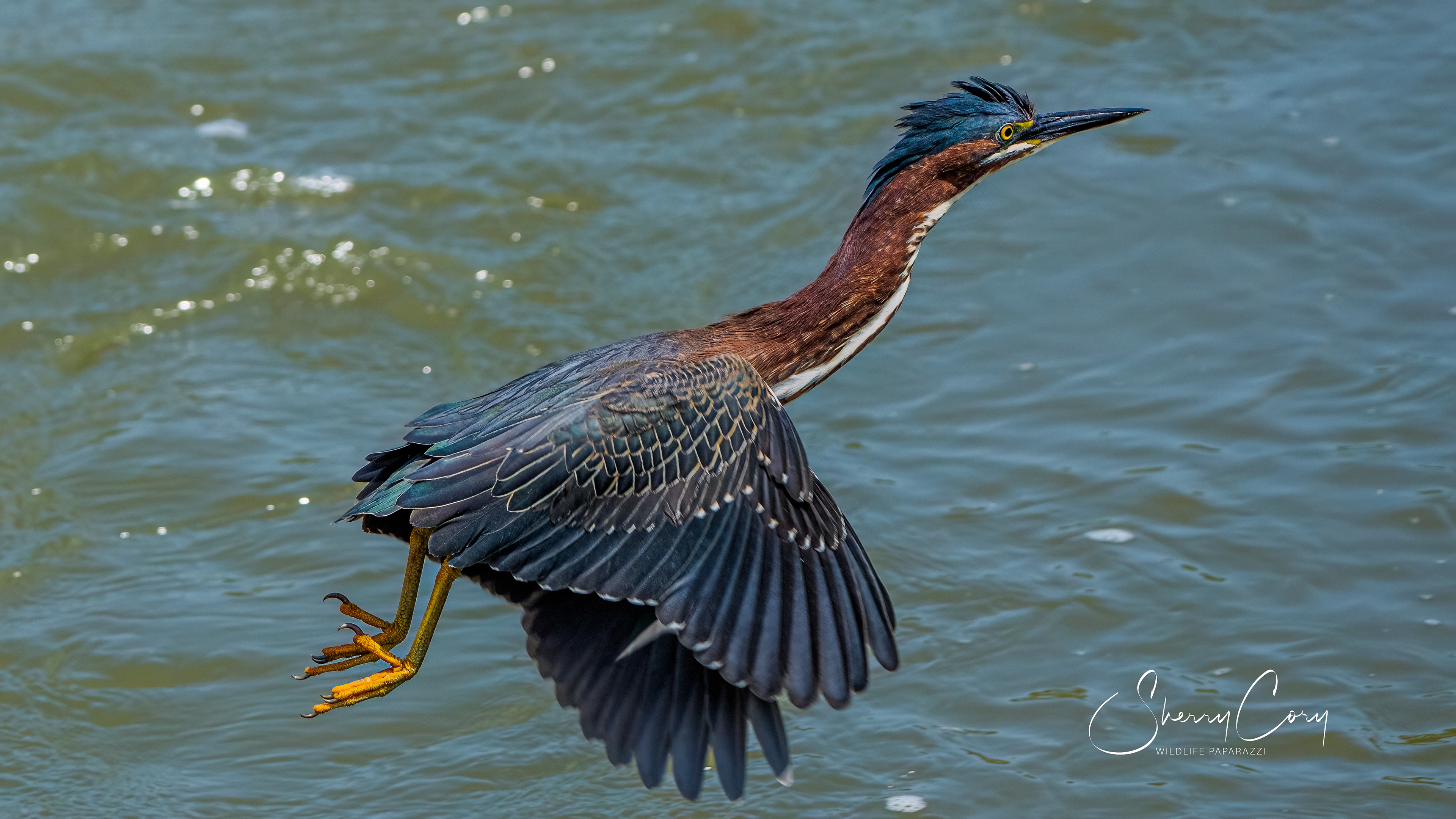 Green Heron