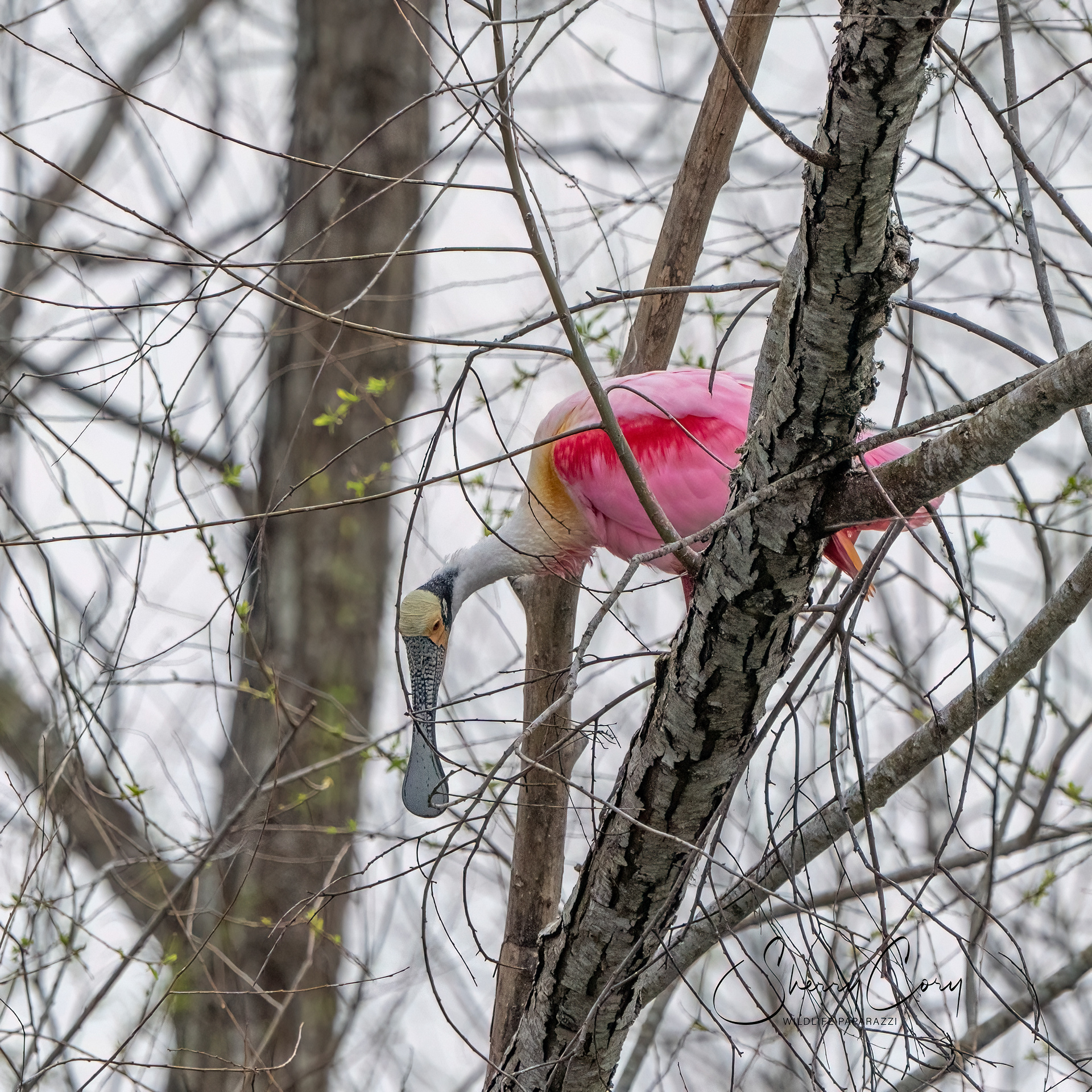 Roseate Spoonbill
