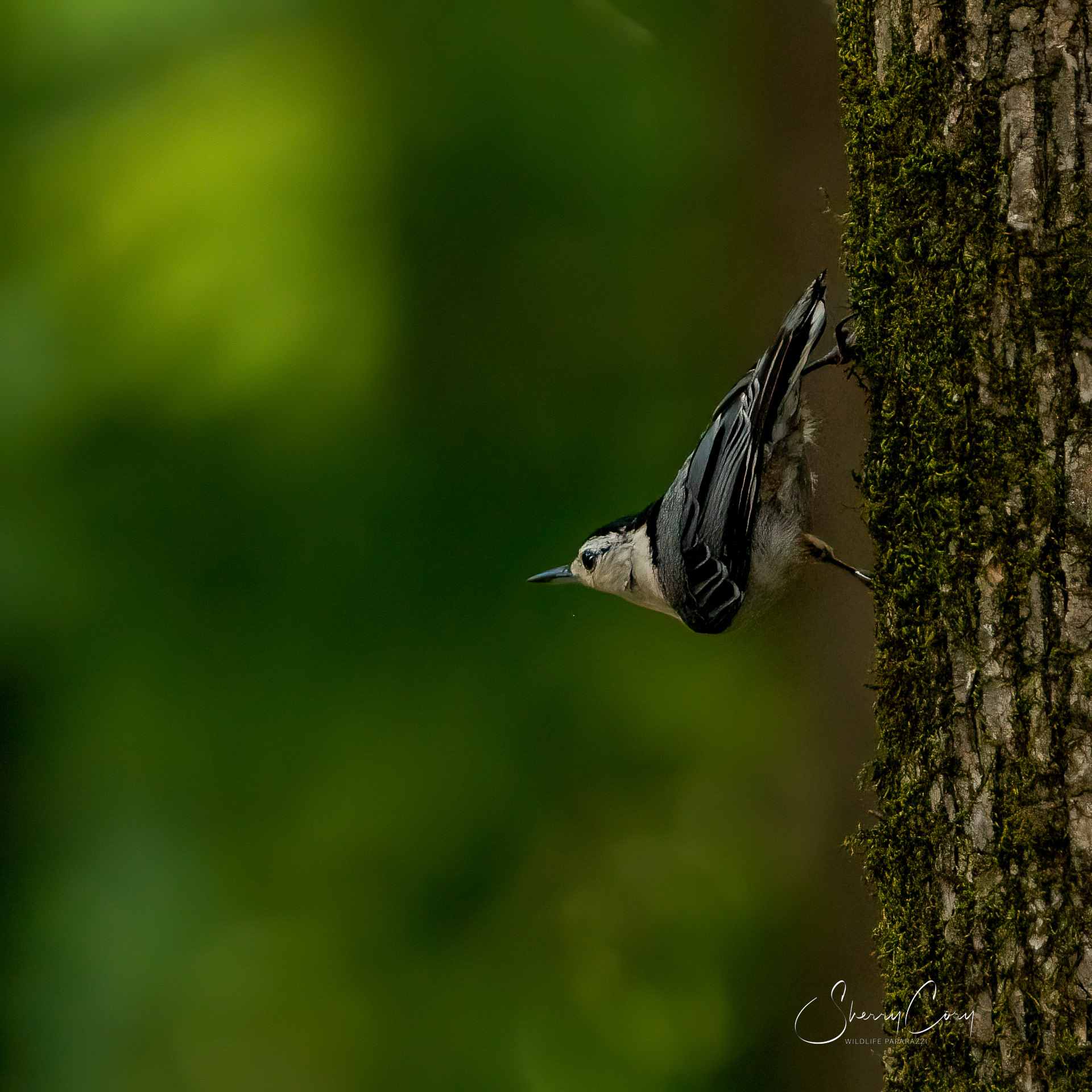 White Breasted Nuthatch