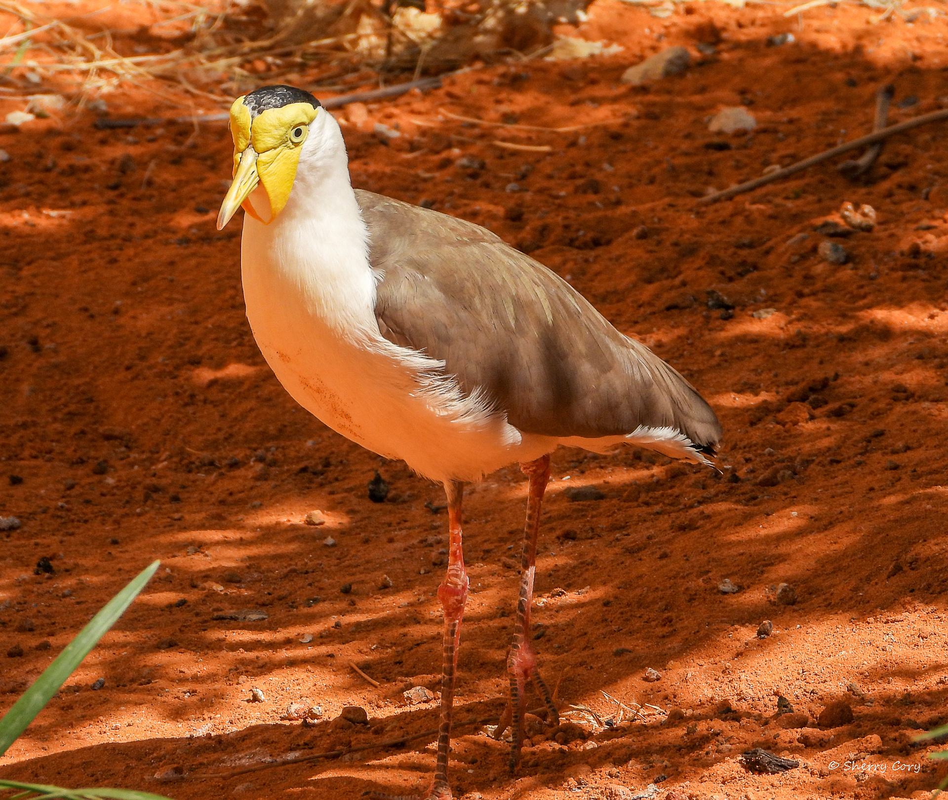 Masked Lapwing