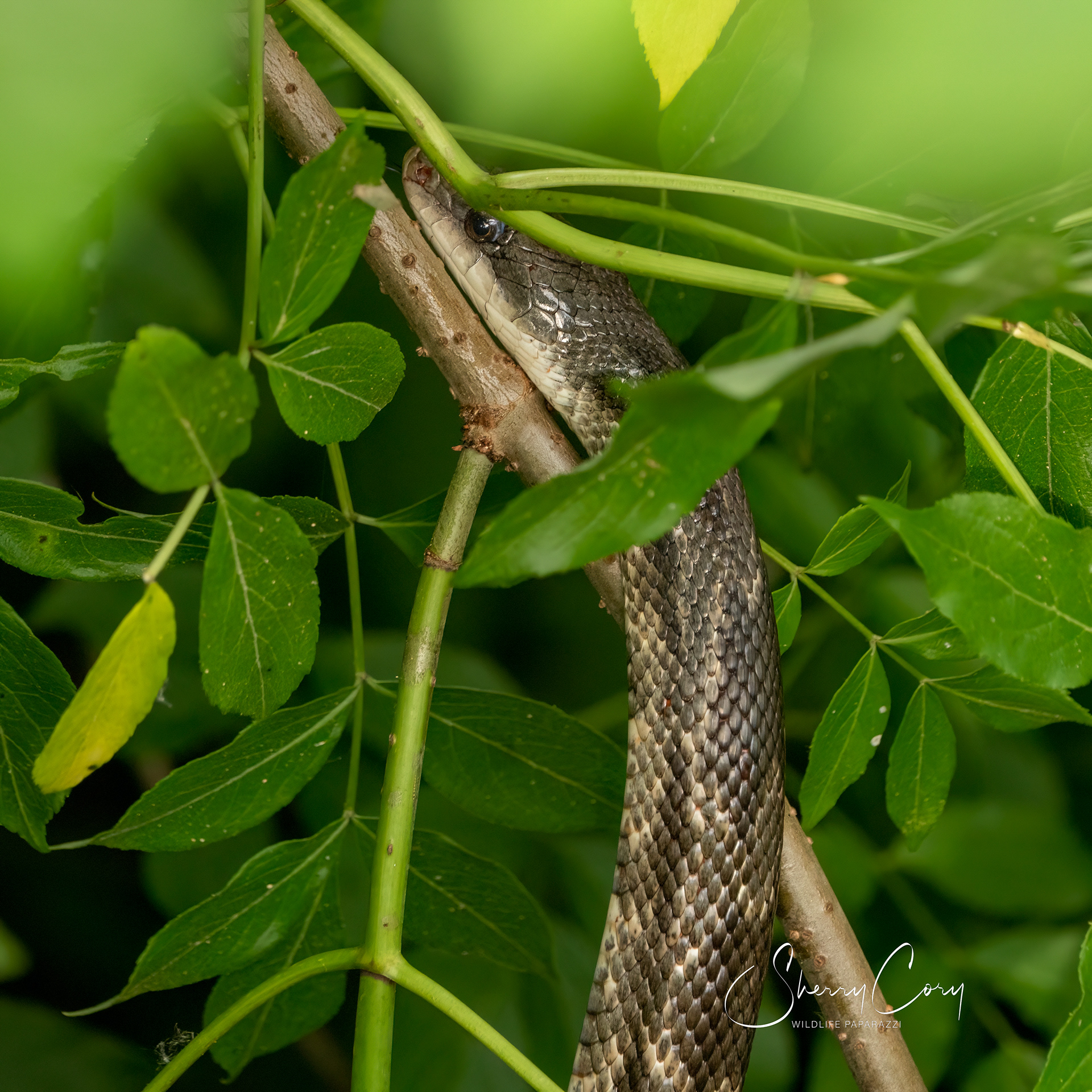 Western Rat Snake