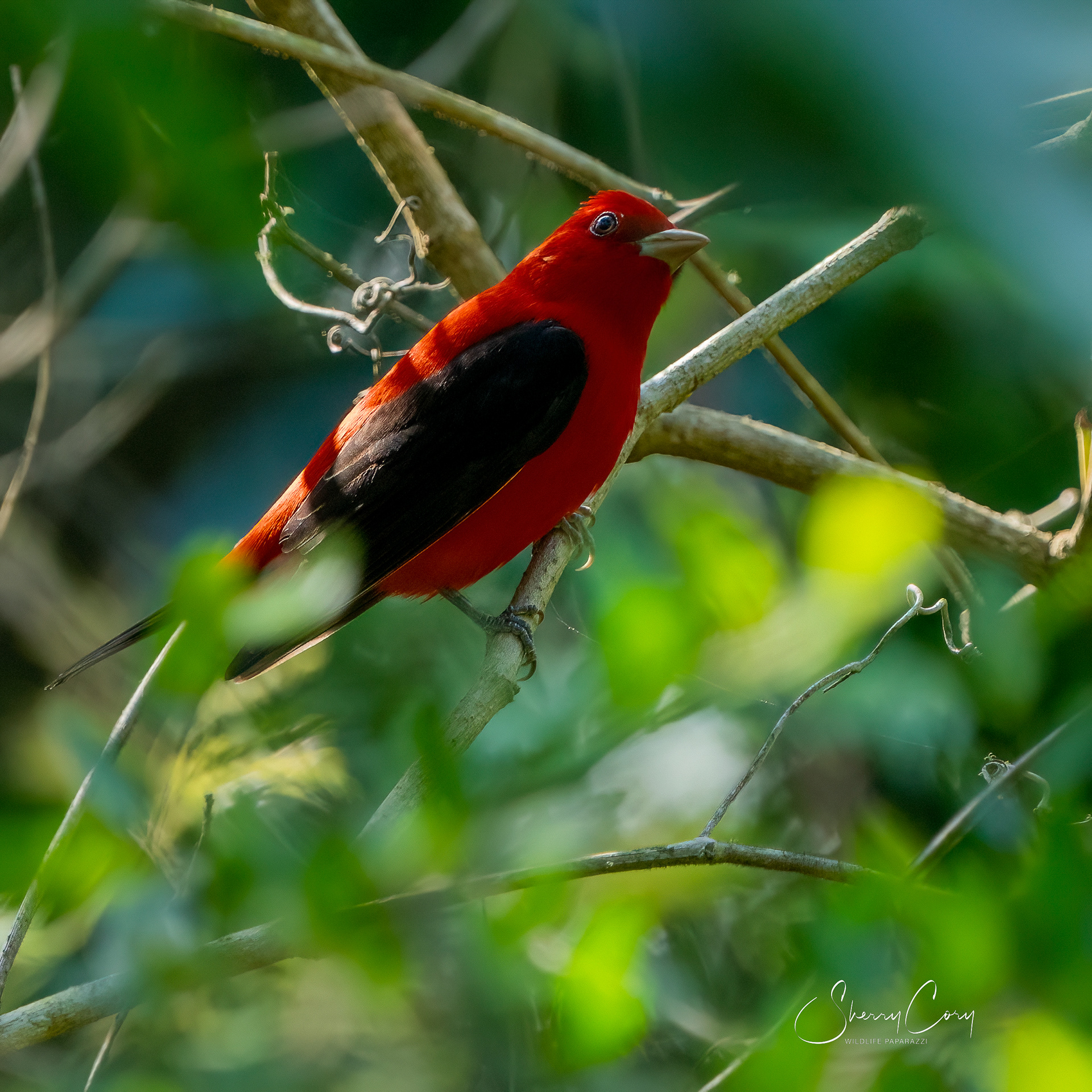 Scarlet Tanager