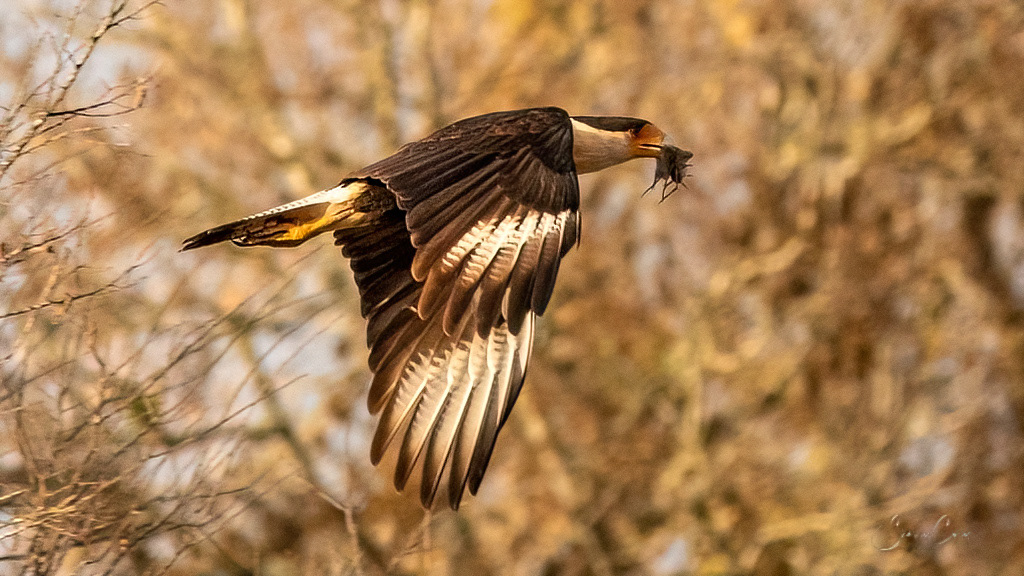 Crested Caracara (Caracara cheriway)