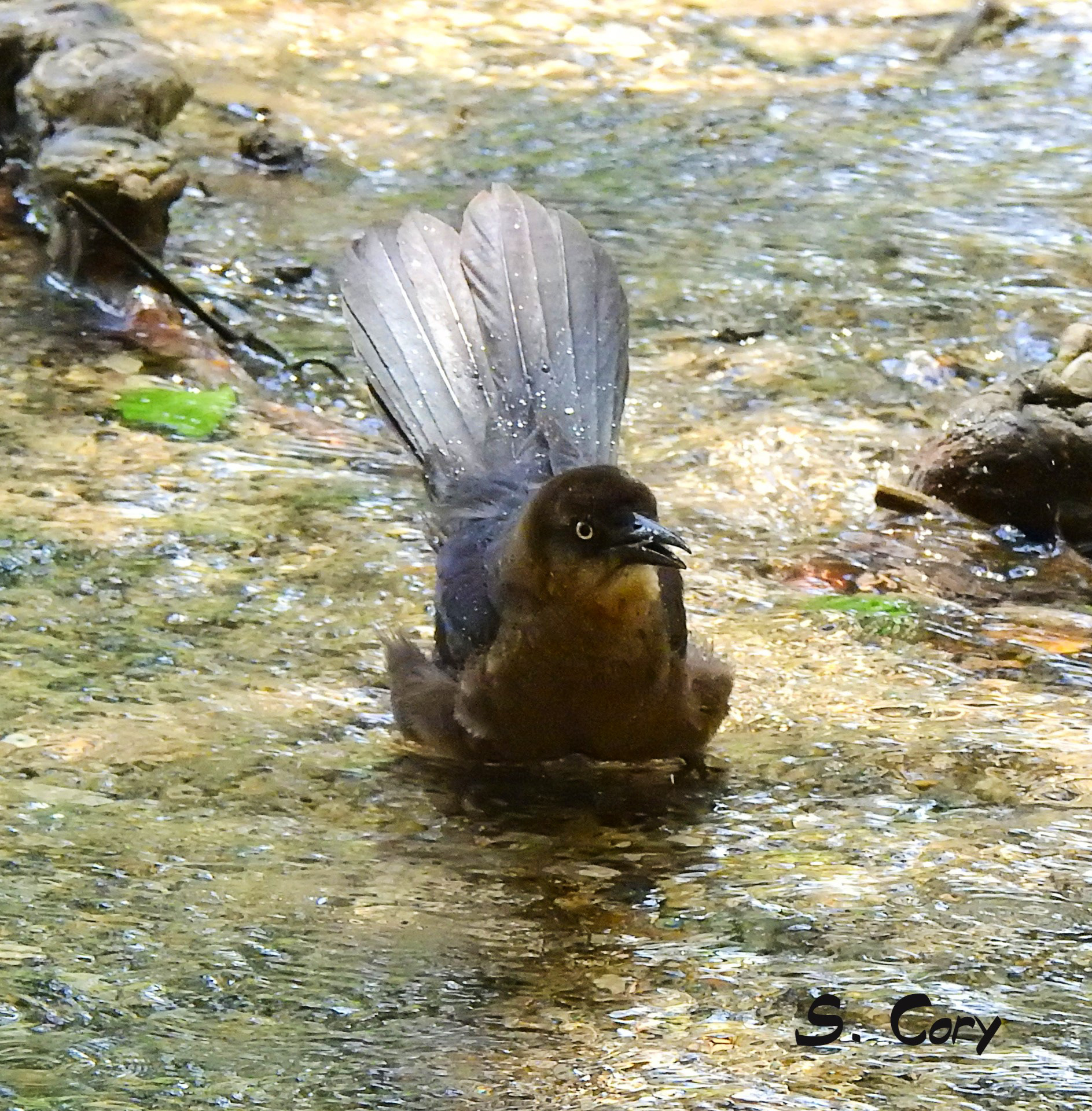 Boat Tailed Grackle (Quiscalus major)