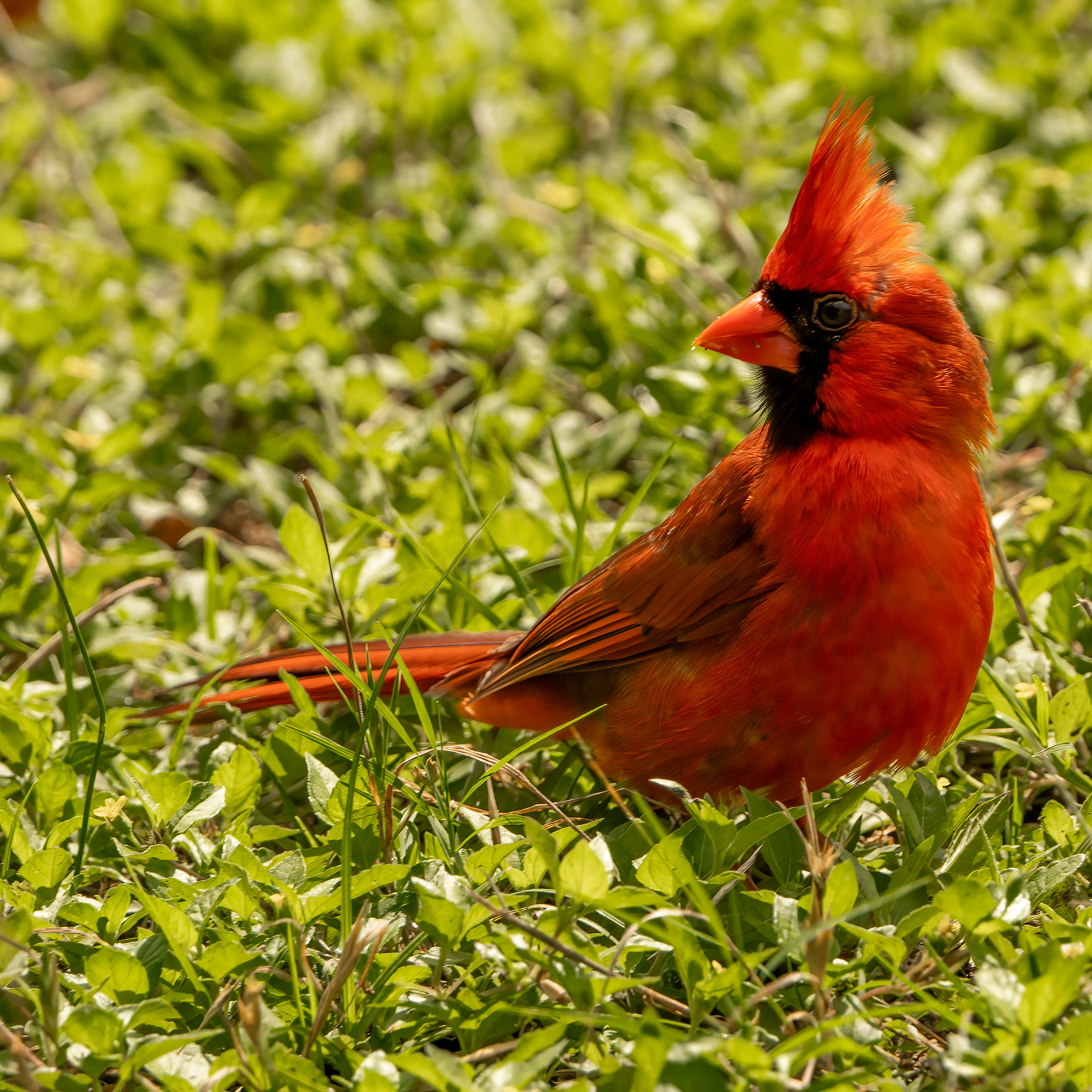 (M) Northern Cardinal