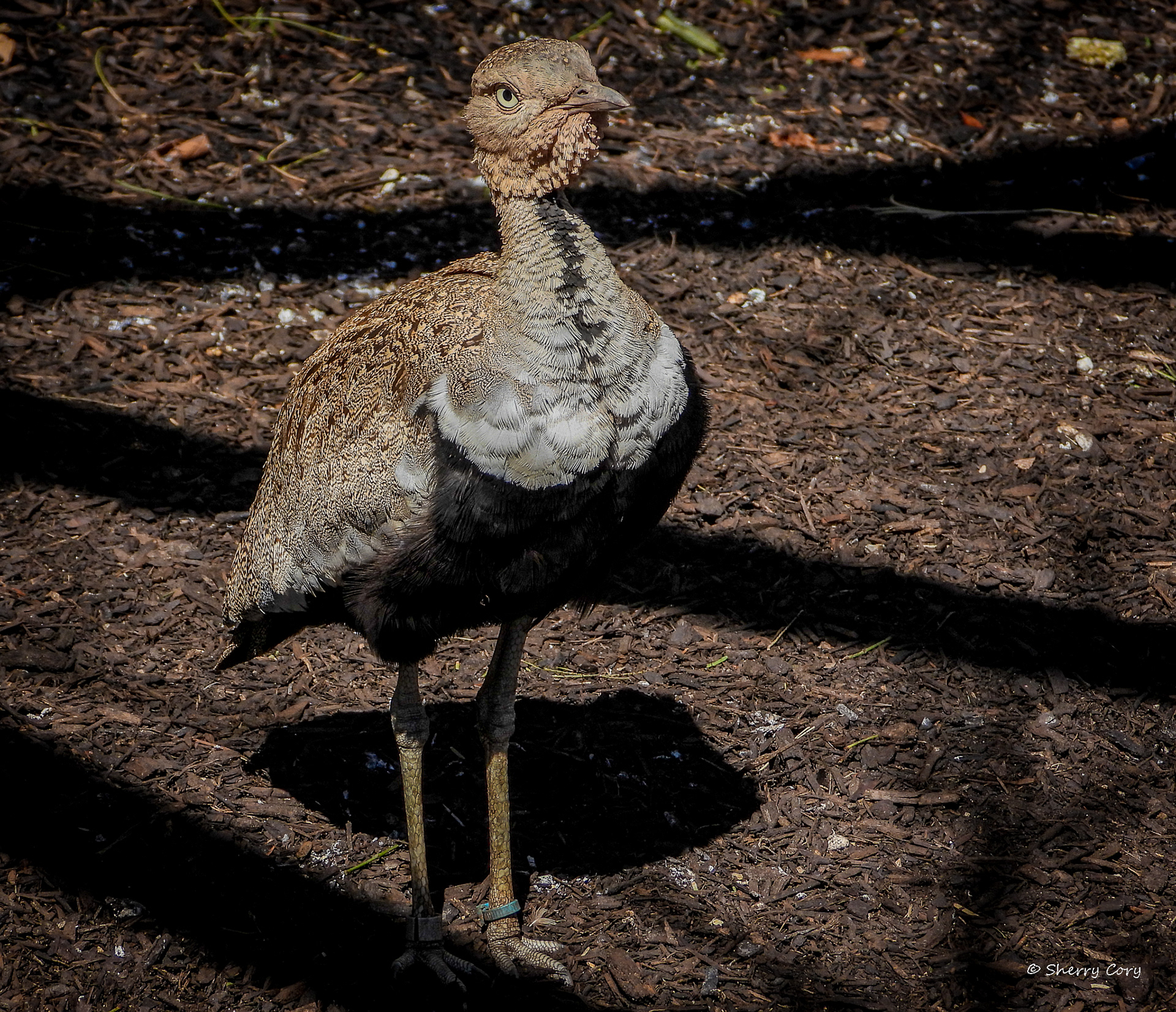 Buff Crested Bustard