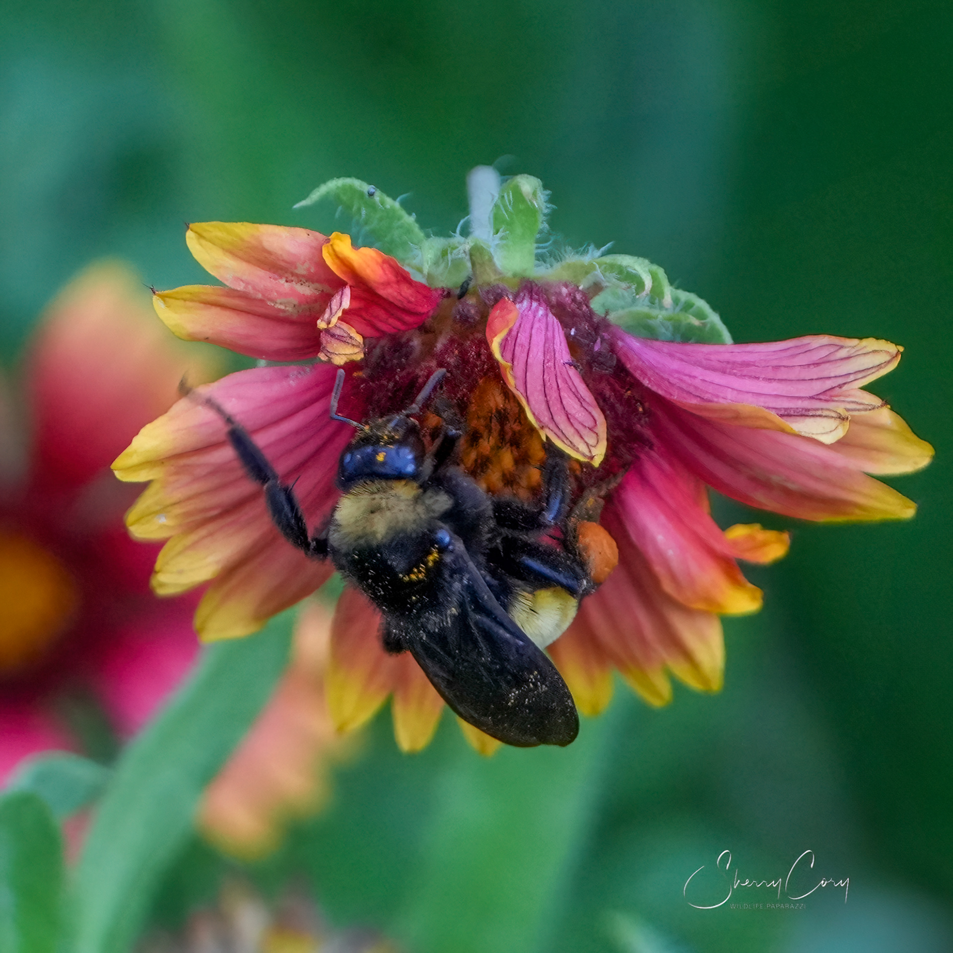 Bee in am Indian Blanket