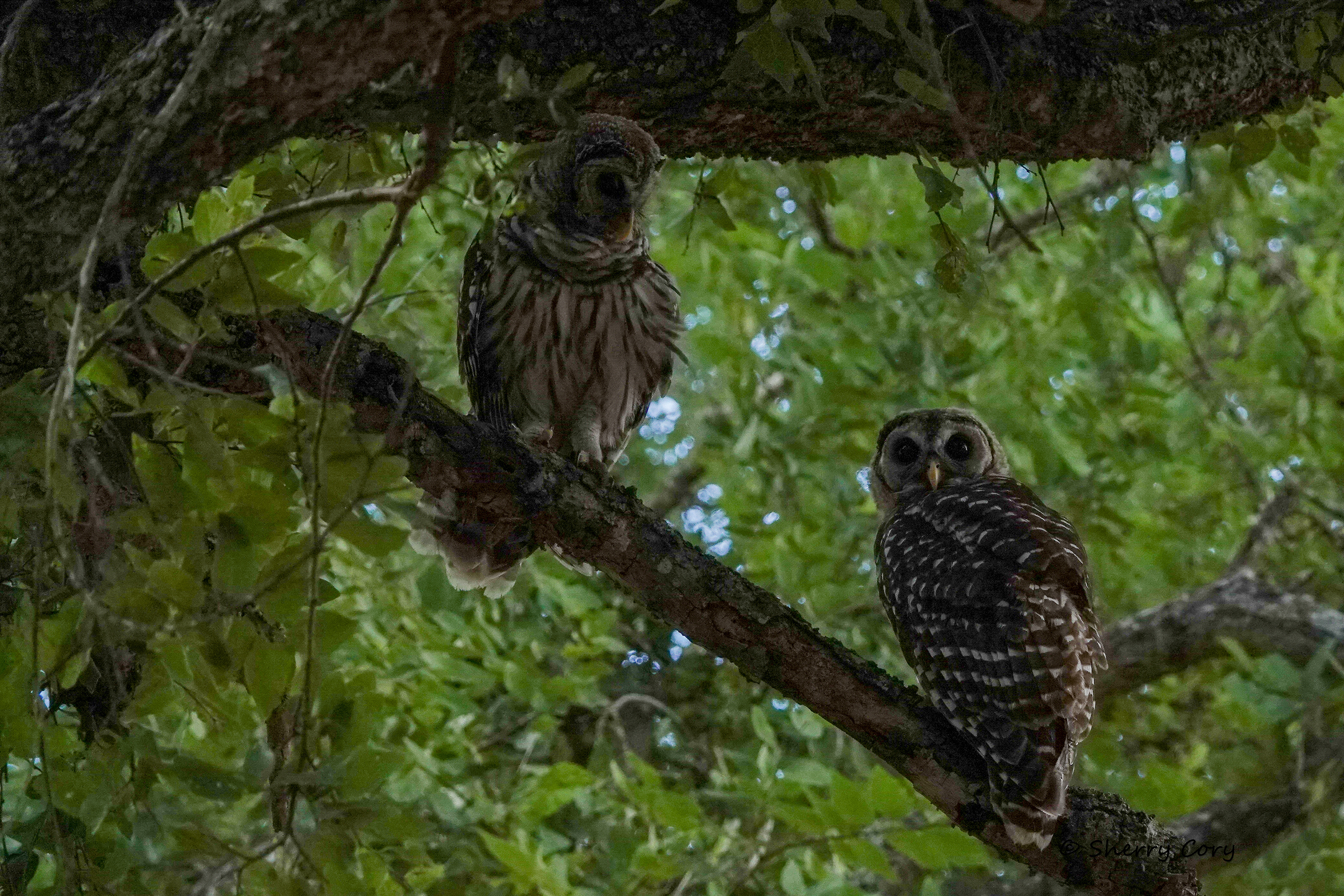 Barred Owls (Strix varia)