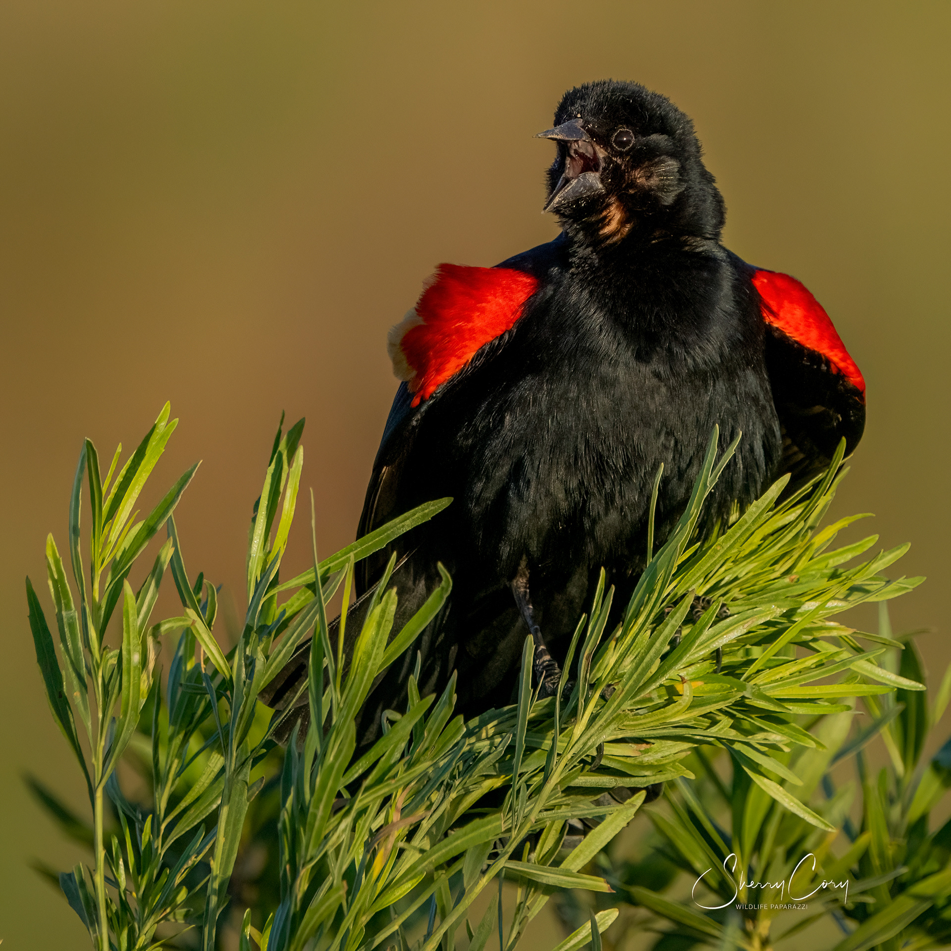 Red Winged Blackbird