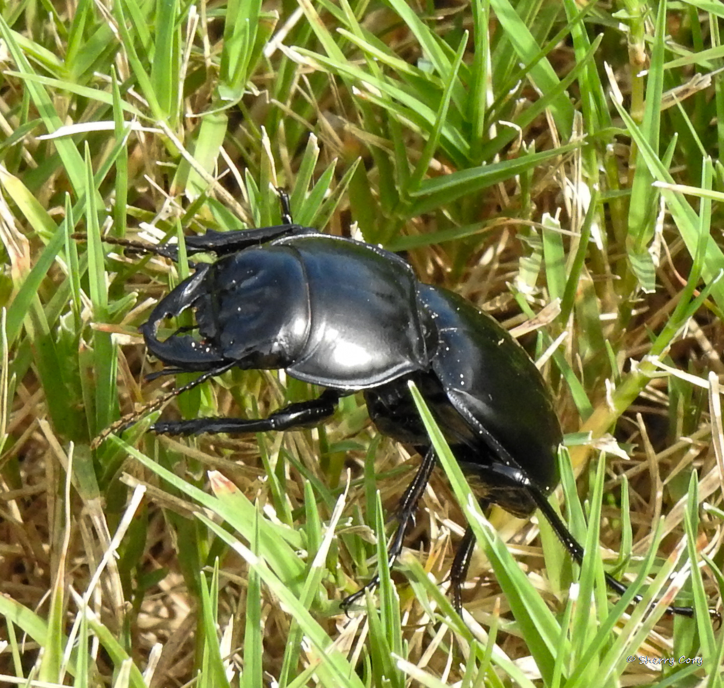 California Warrior Beetle