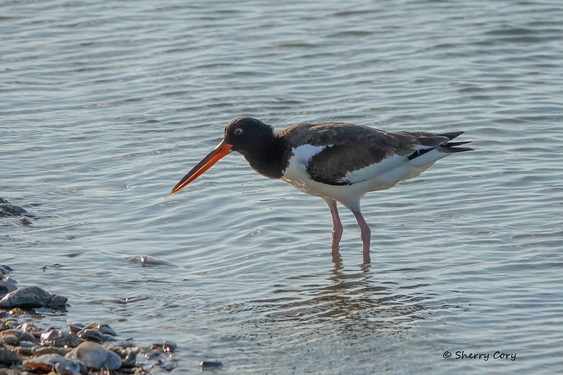 American Oystercatcher (Haematopus palliatus)