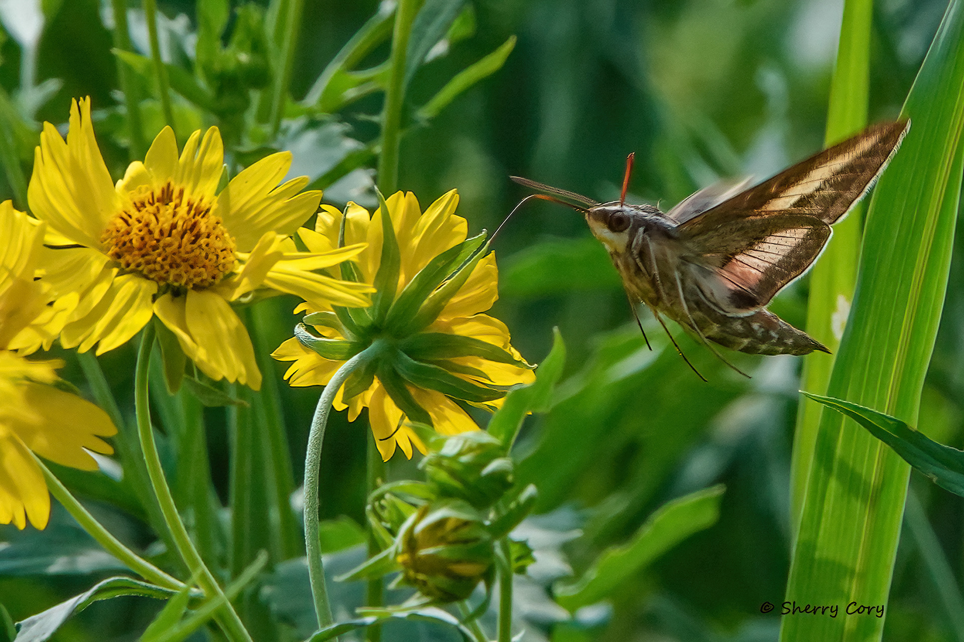 White Lined Sphinx