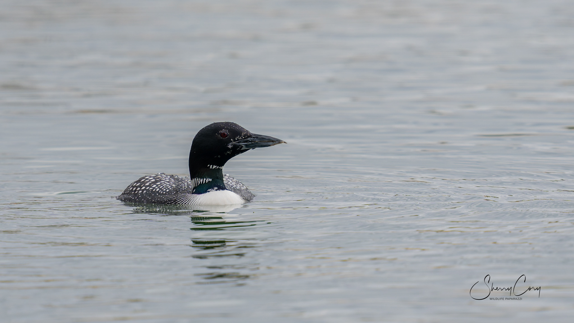 Common Loon (Gavia immer)