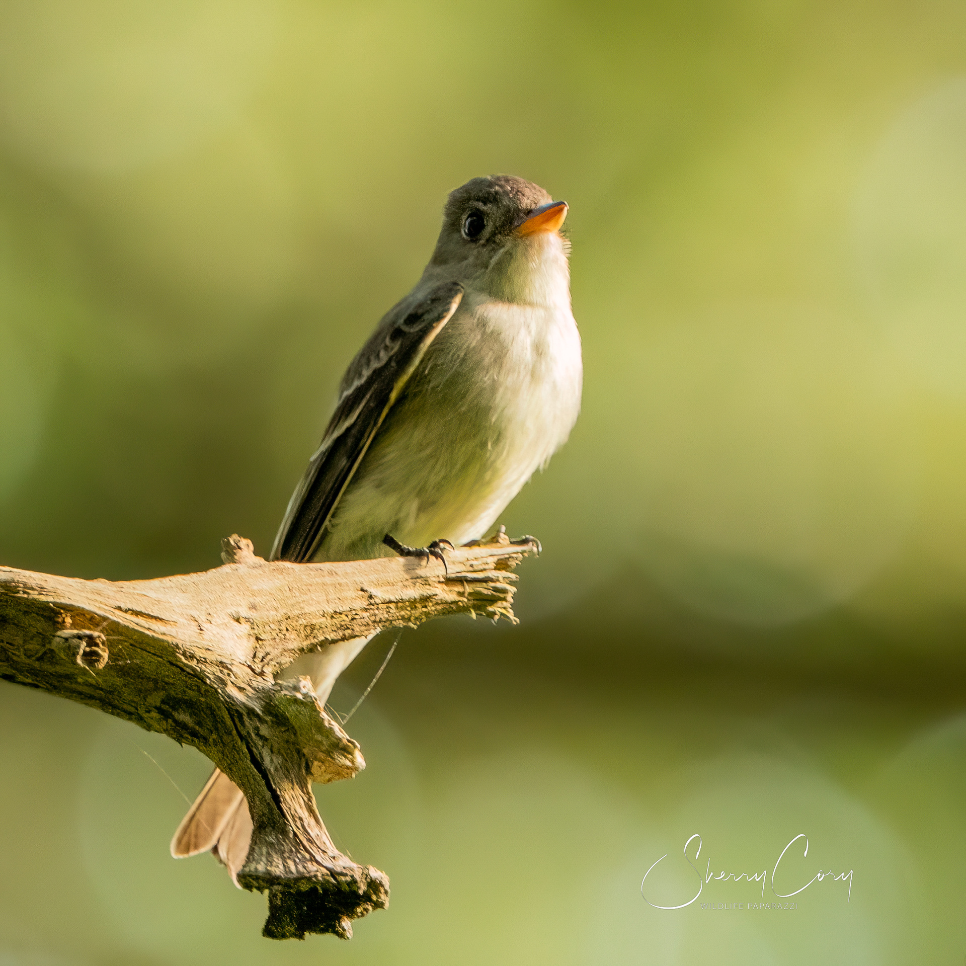Acadian Flycatcher (Empidonax virescens)
