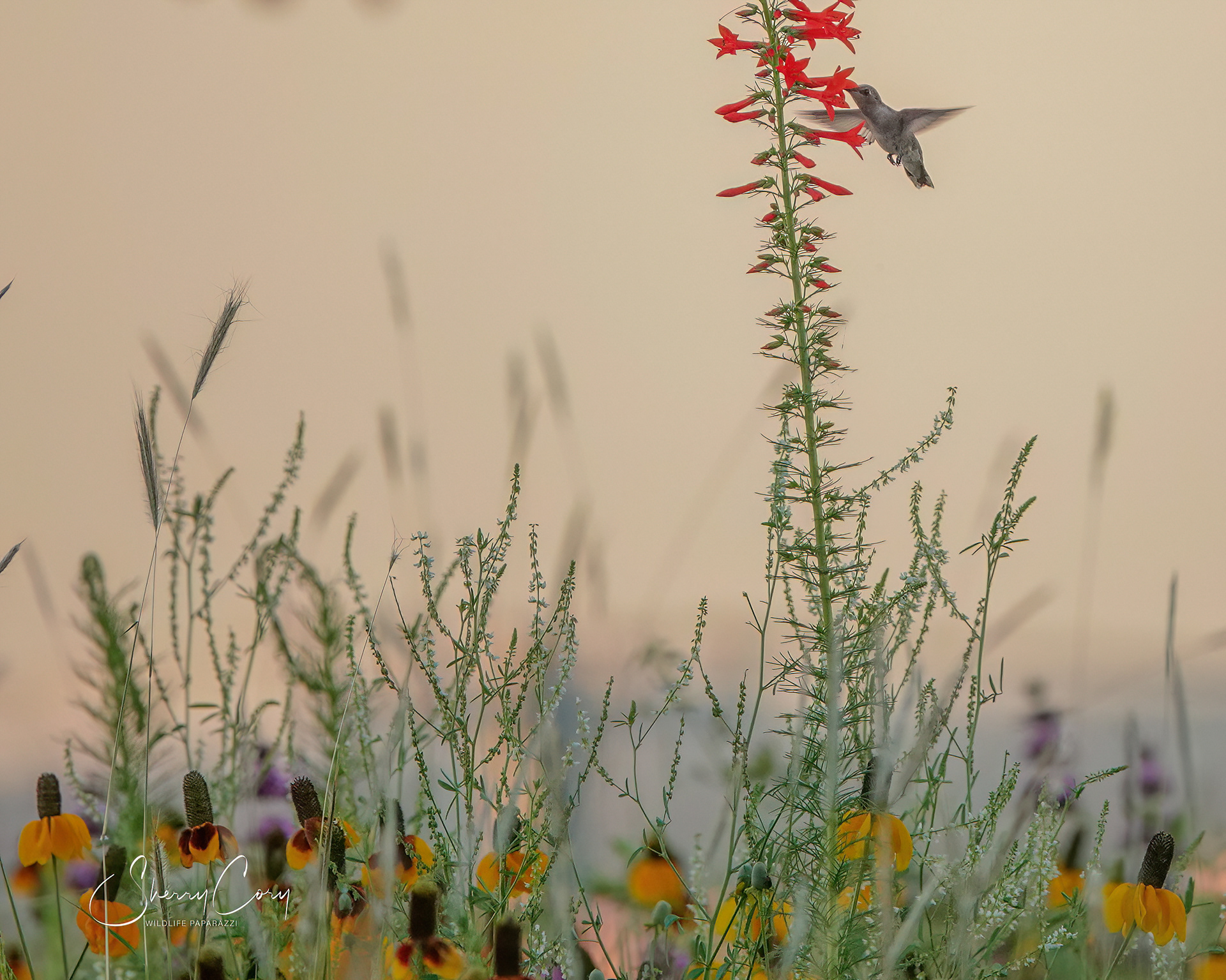Dreamy Hummer 7/10
