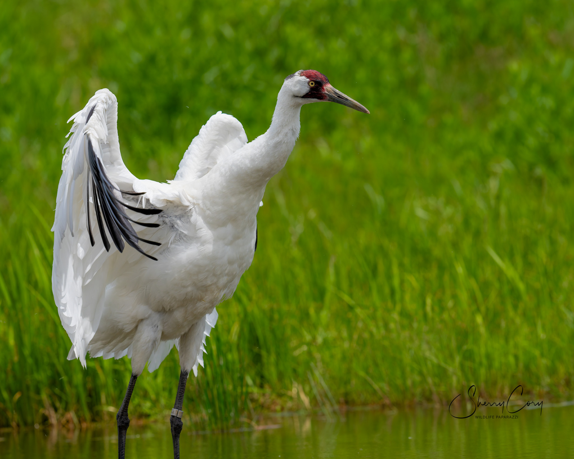 Whooping Crane (Grus americana)