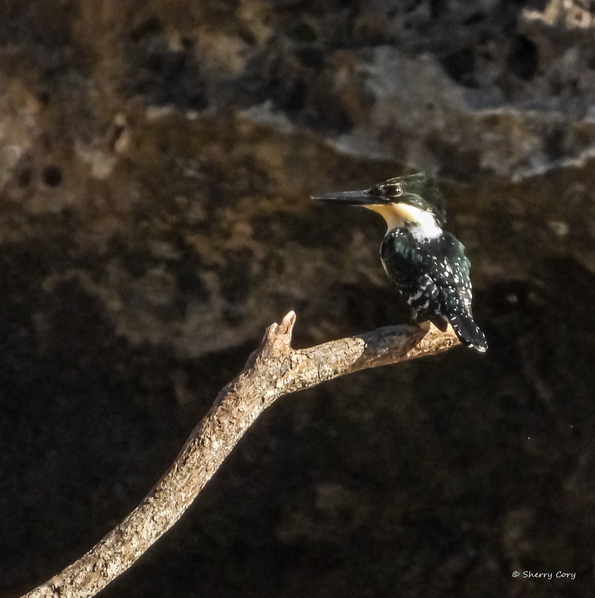 Green Kingfisher (Chloroceryle americana)