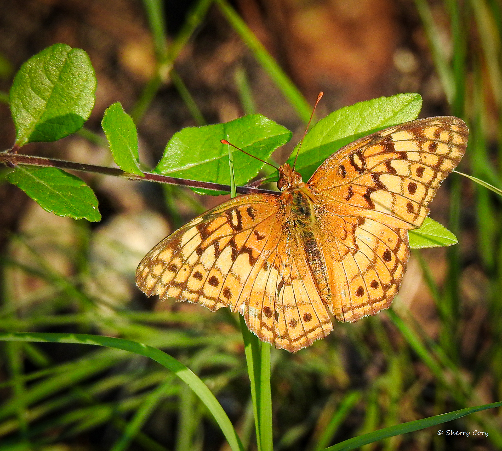 Variegated Fritillary 
