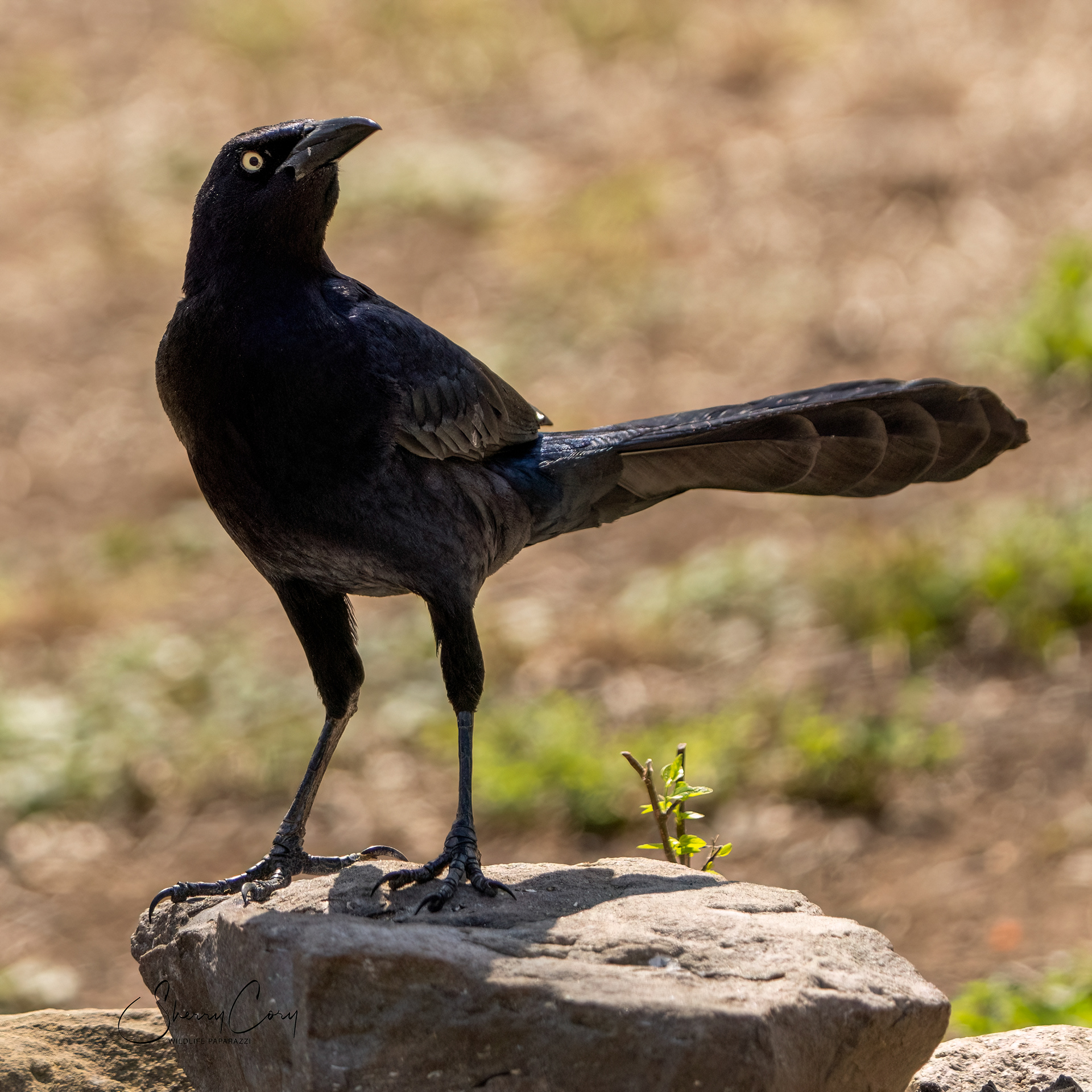 Great Tailed Grackle