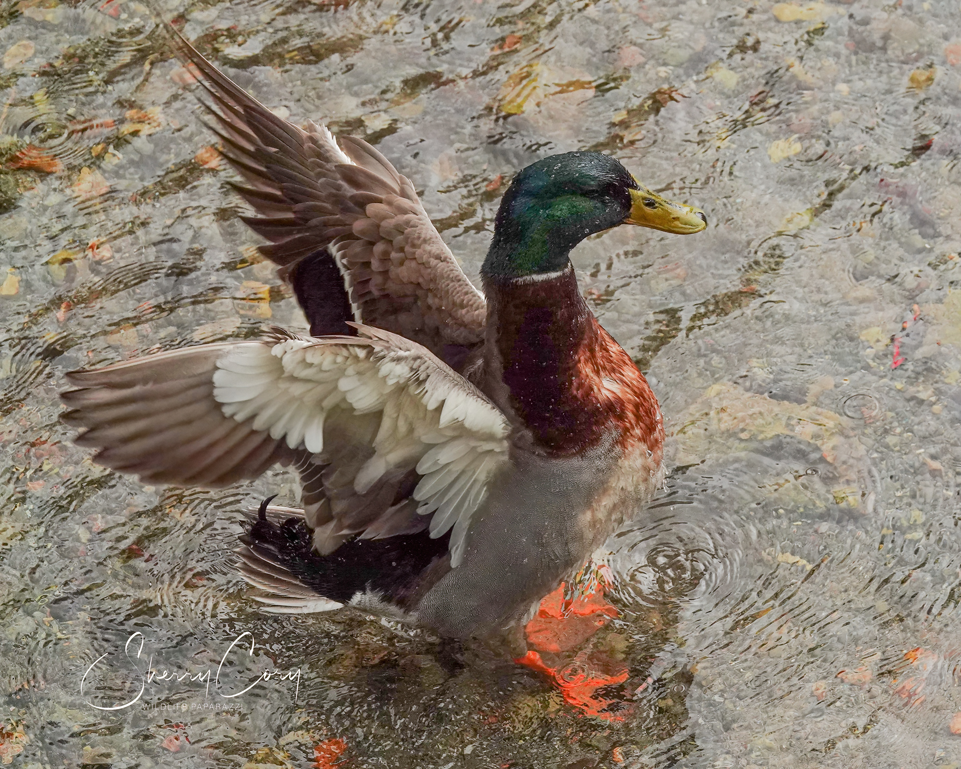 Mallard (Anas platyrhynchos)
