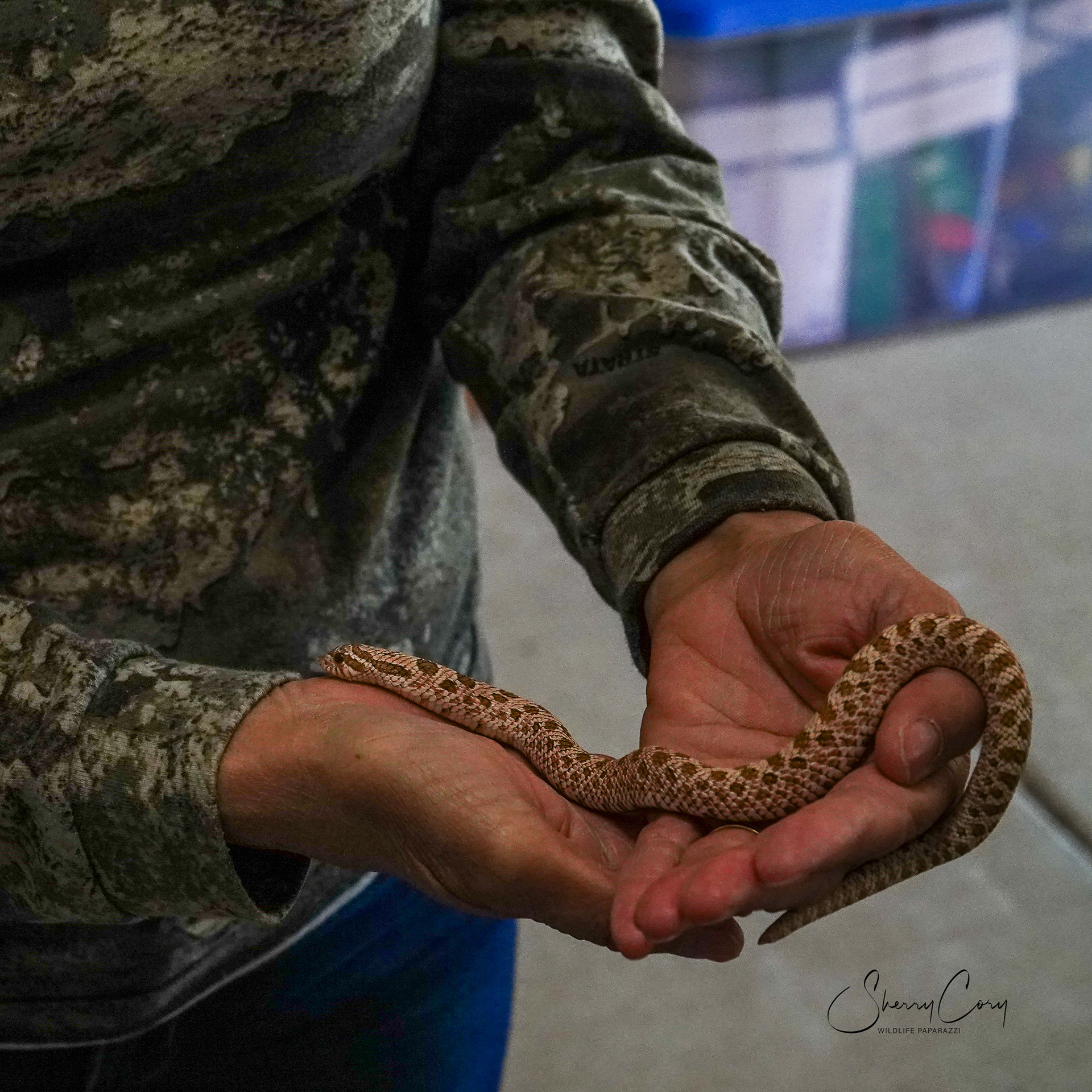 Western Hognose (NV)