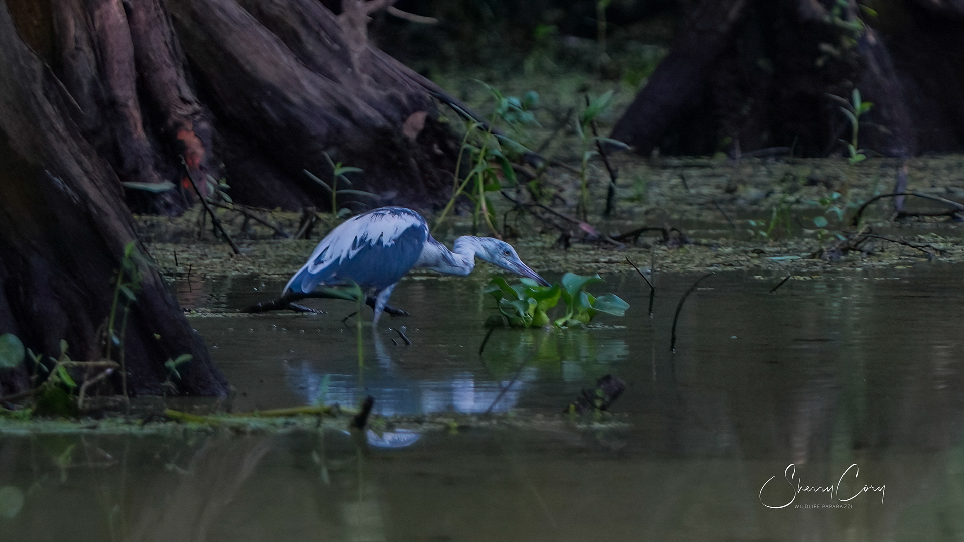 (Piebald) Juvenile Little Blue Heron