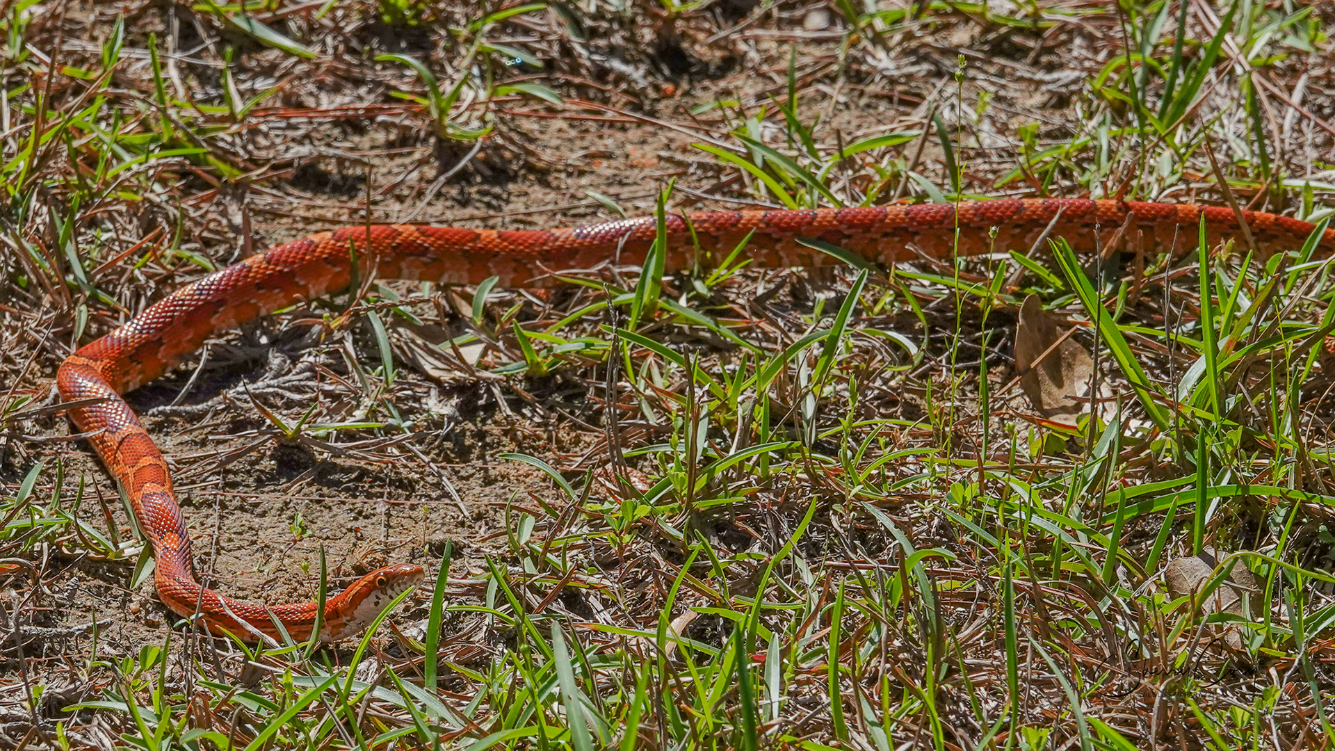 Corn Snake (NV)