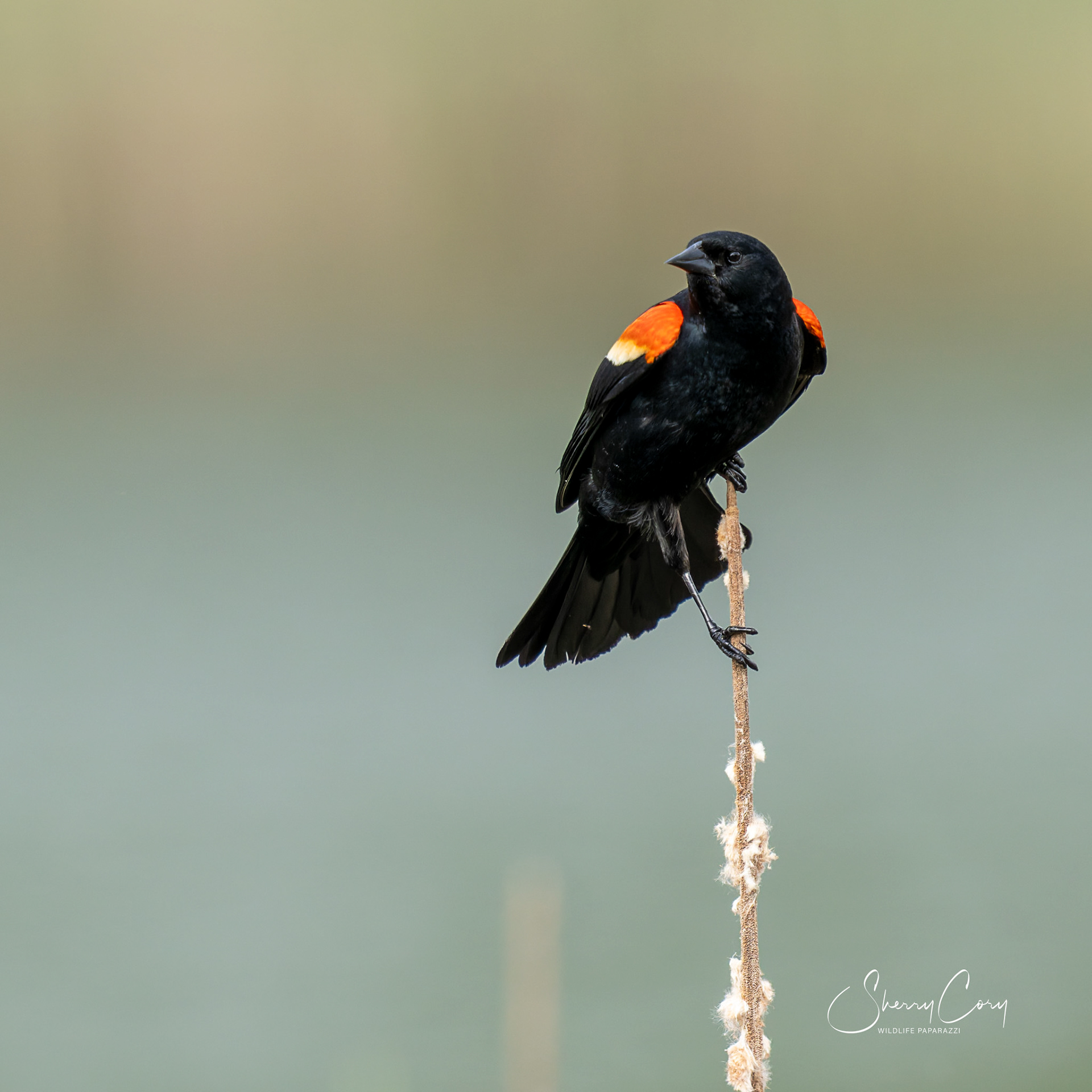 Redwing Blackbird (Agelaius phoeniceus)