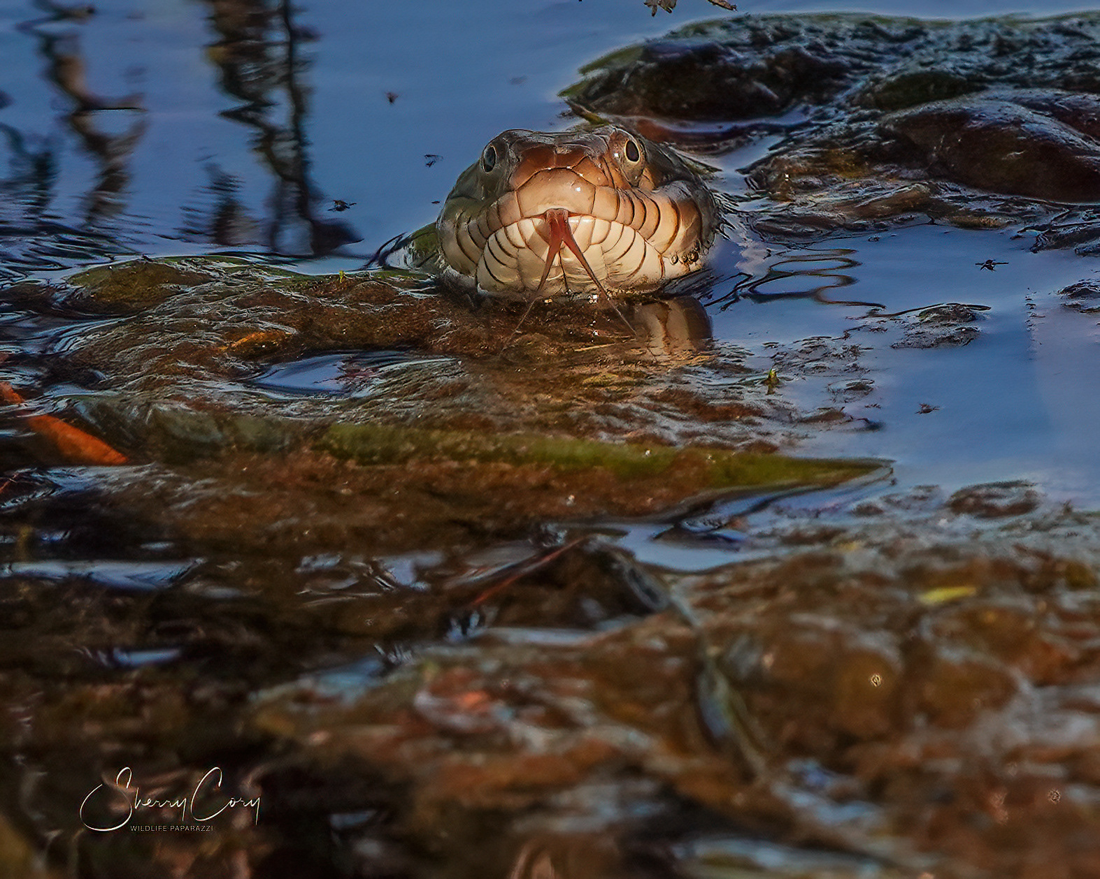 Plain Bellied Watersnake (NV)