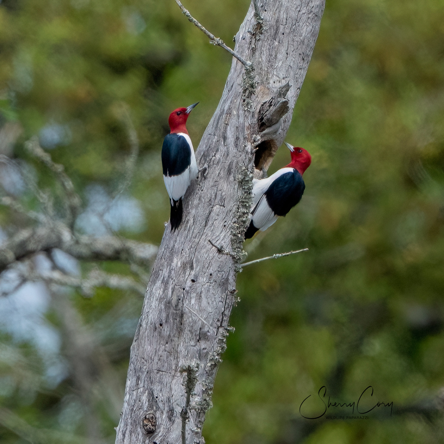 Red Headed Woodpecker (Melanerpes erythrocephalus)