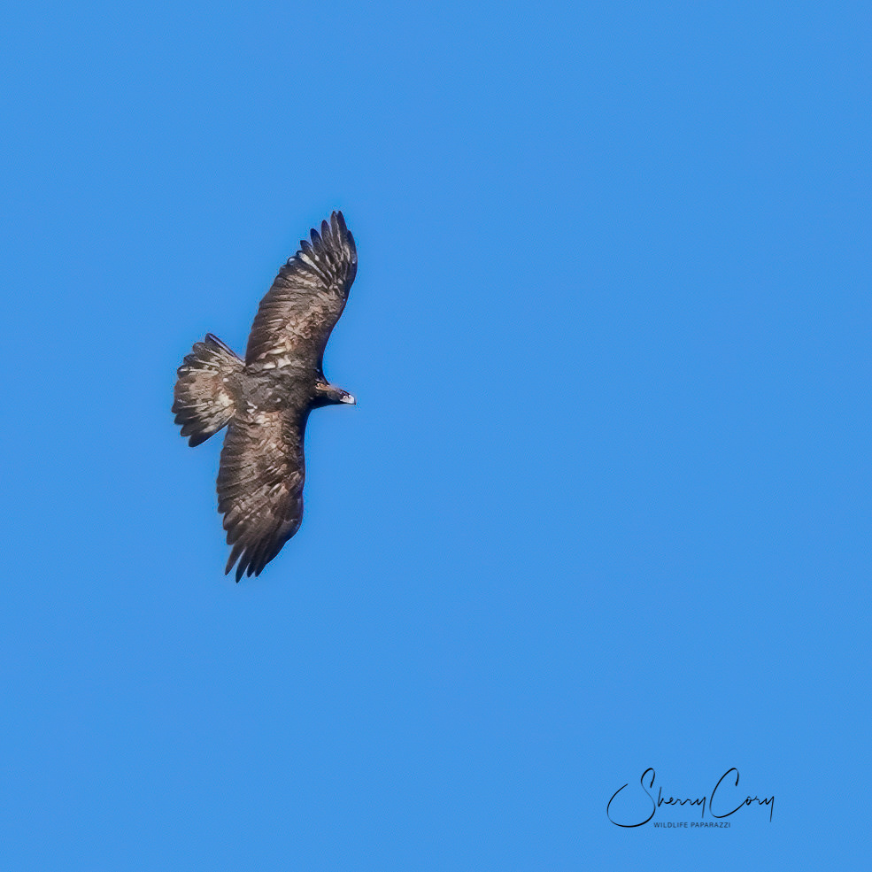 Golden Eagle (Aquila chrysaetos)