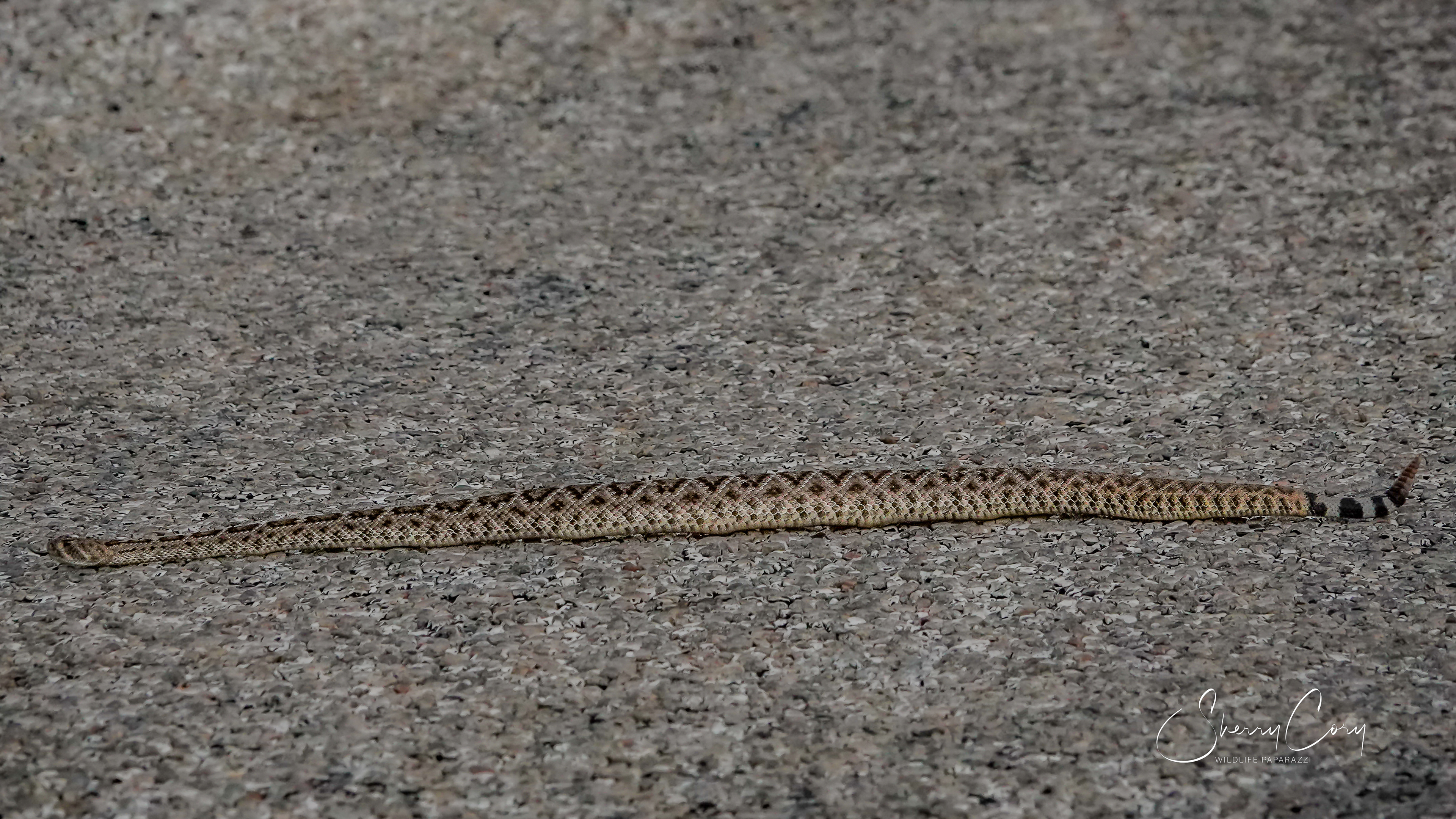 Western Diamondback Rattlesnake (V)