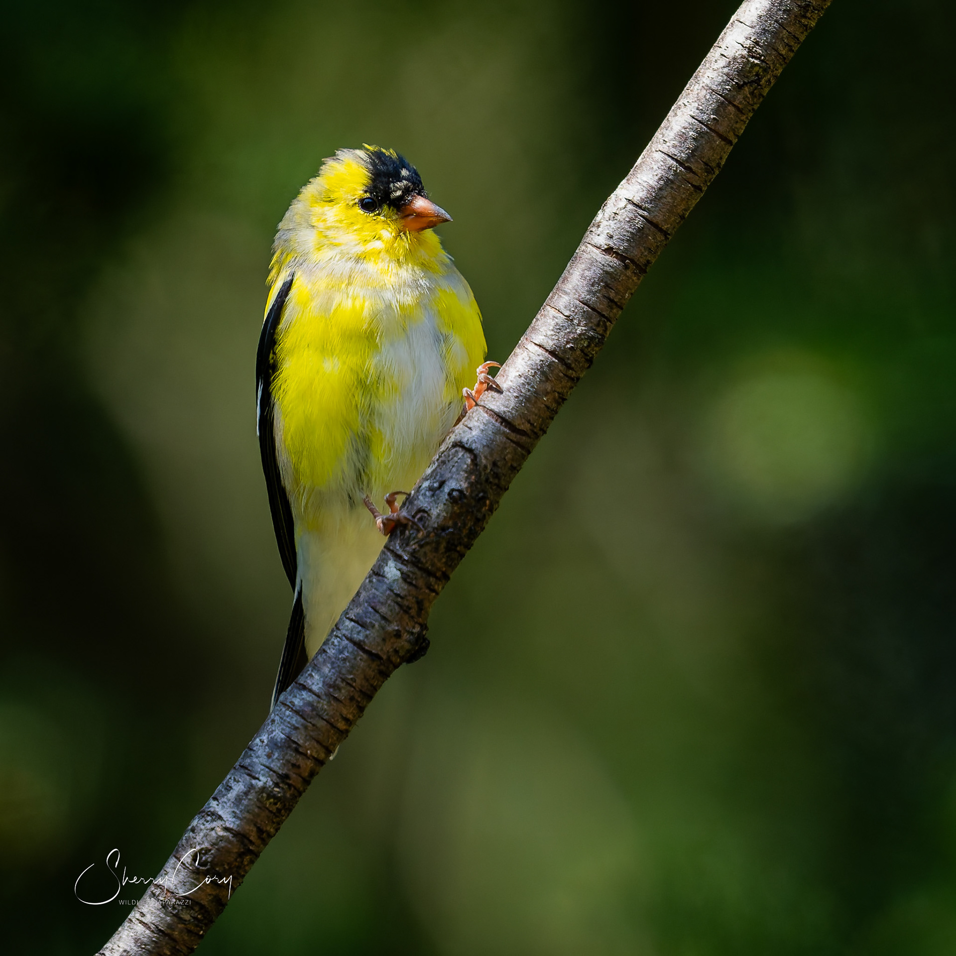 American Goldfinch