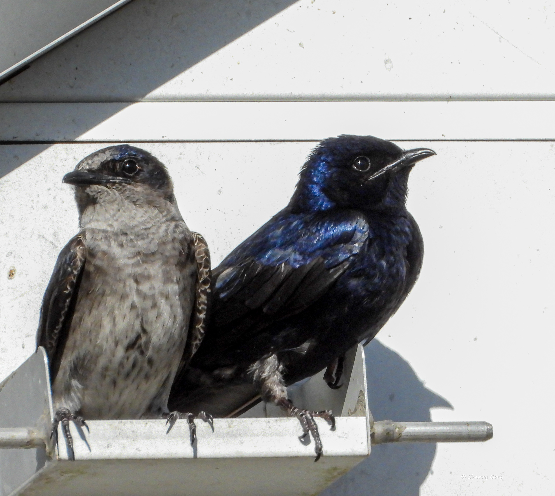 Purple Martins(Progne subis)