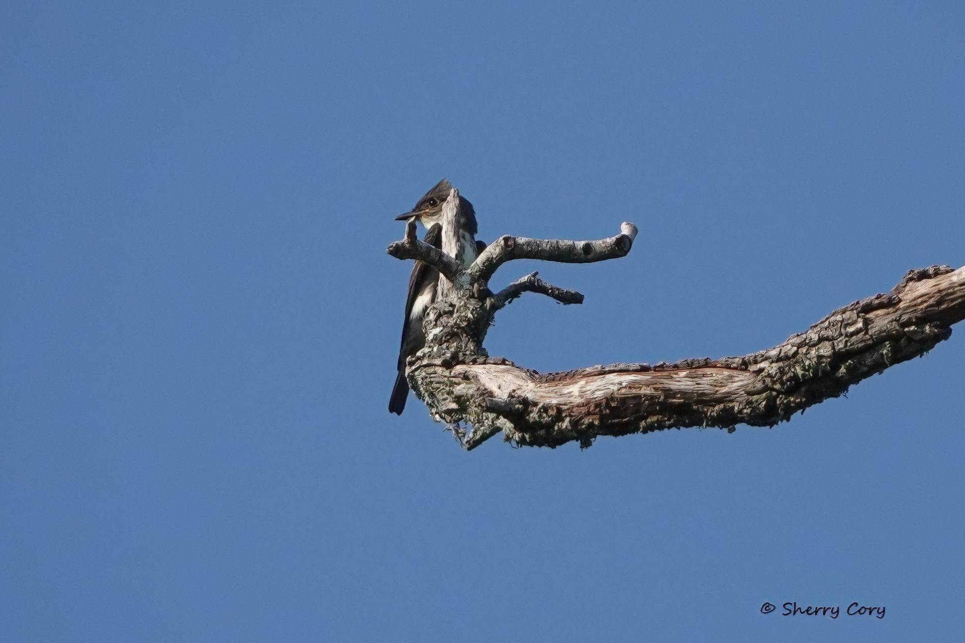 Olive Sided Flycatcher (Contopus cooperi)