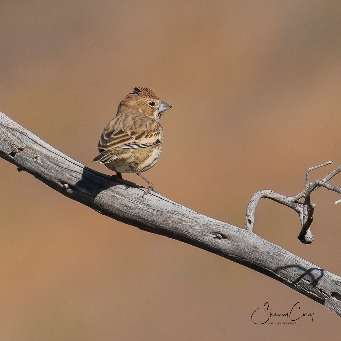 Lark Bunting