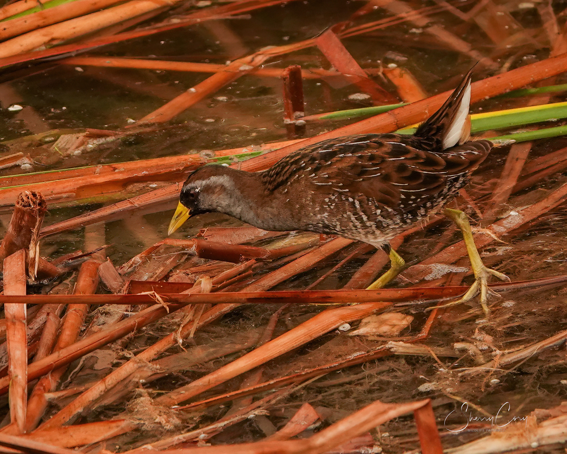 Sora (Porzana carolina)