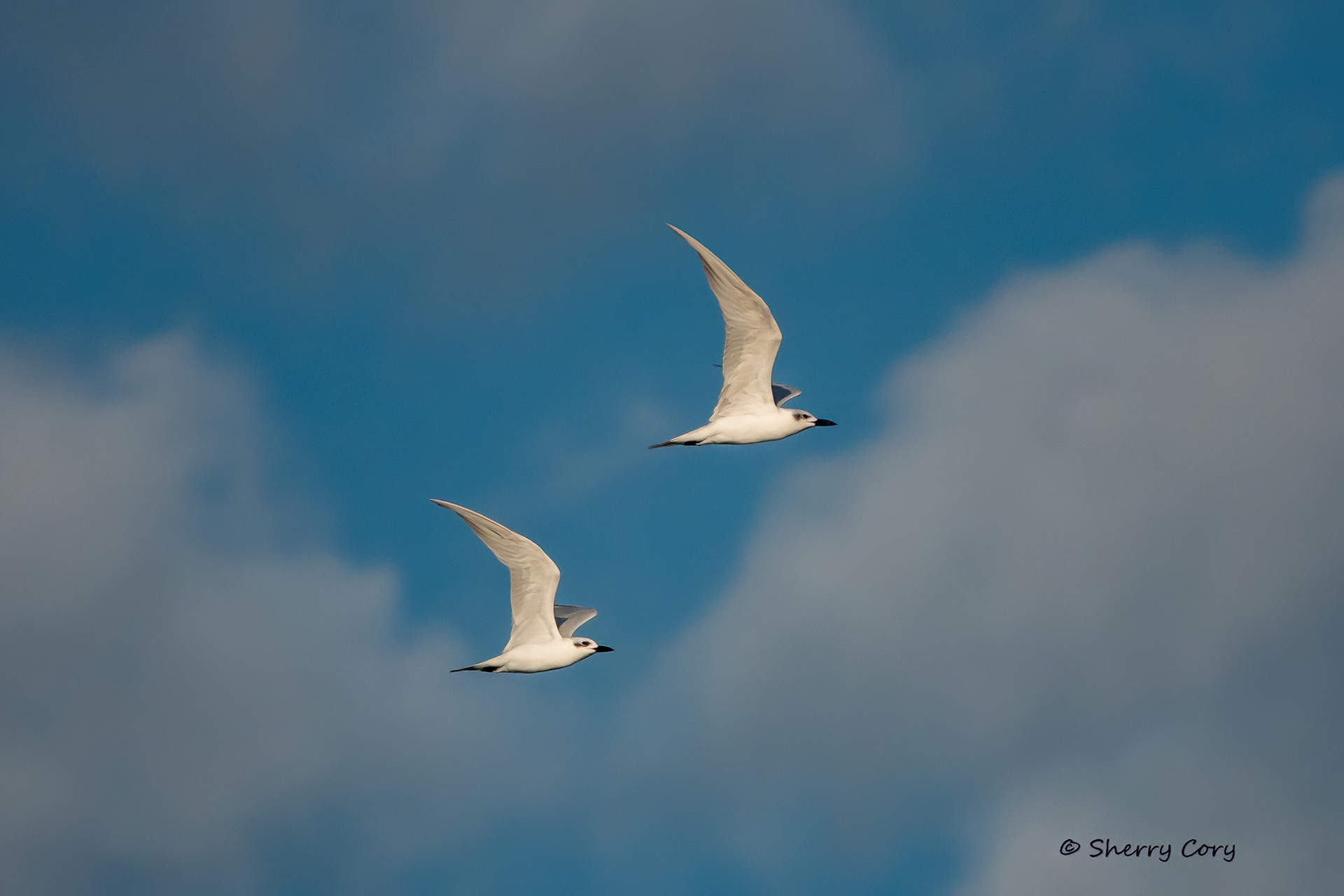 Gull Billed Tern winter plumage (Gelochelidon nilotica)